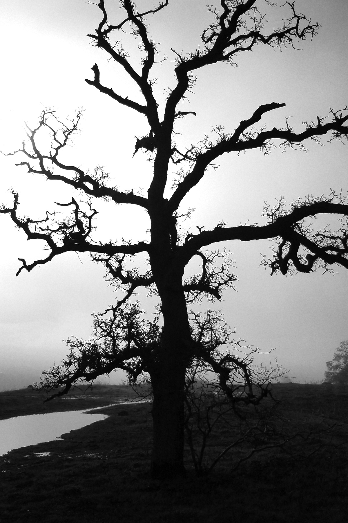 Stephen Gerteisen, Upper Bidwell, CA  2025