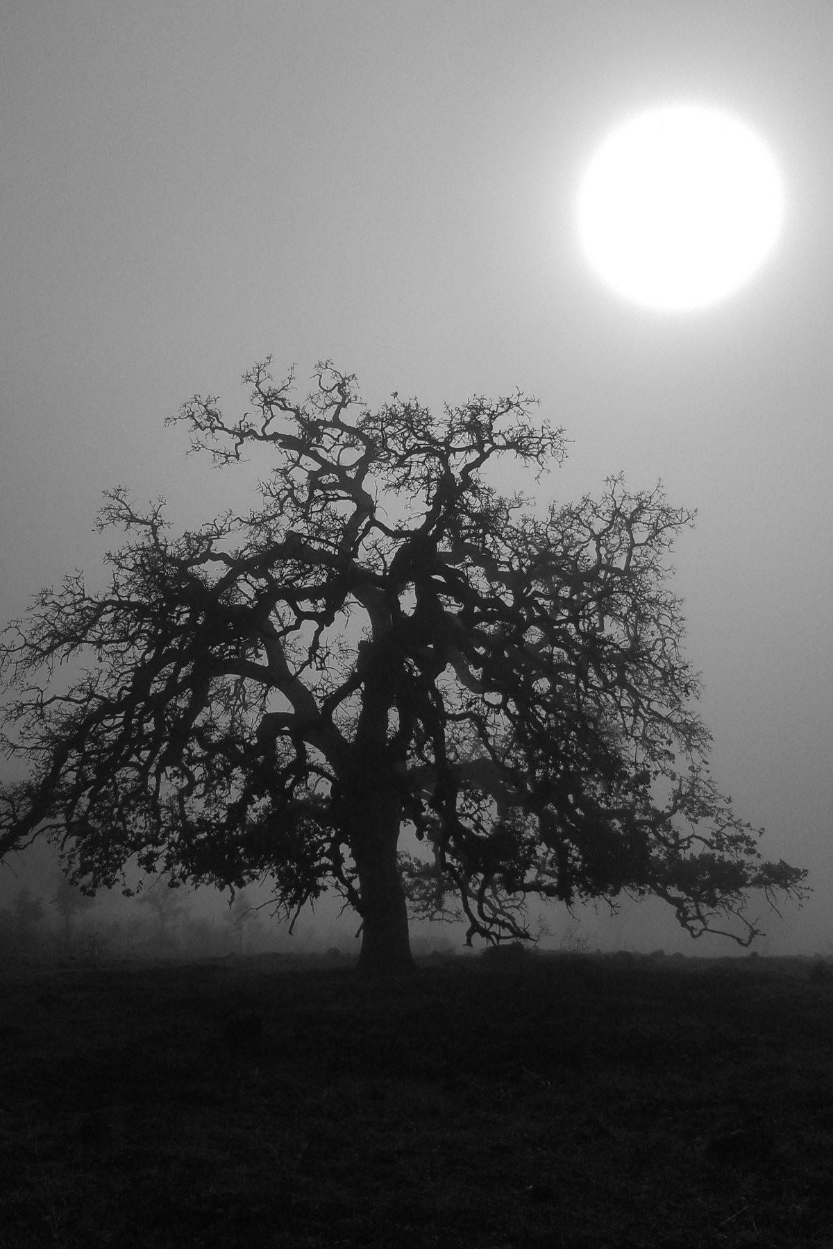 Stephen Gerteisen, Upper Bidwell, CA 2025