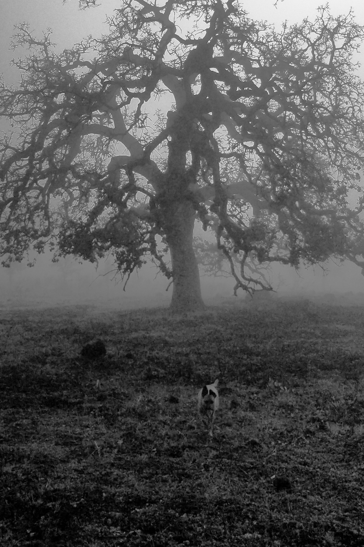 Stephen Gerteisen, Upper Bidwell, CA 2025
