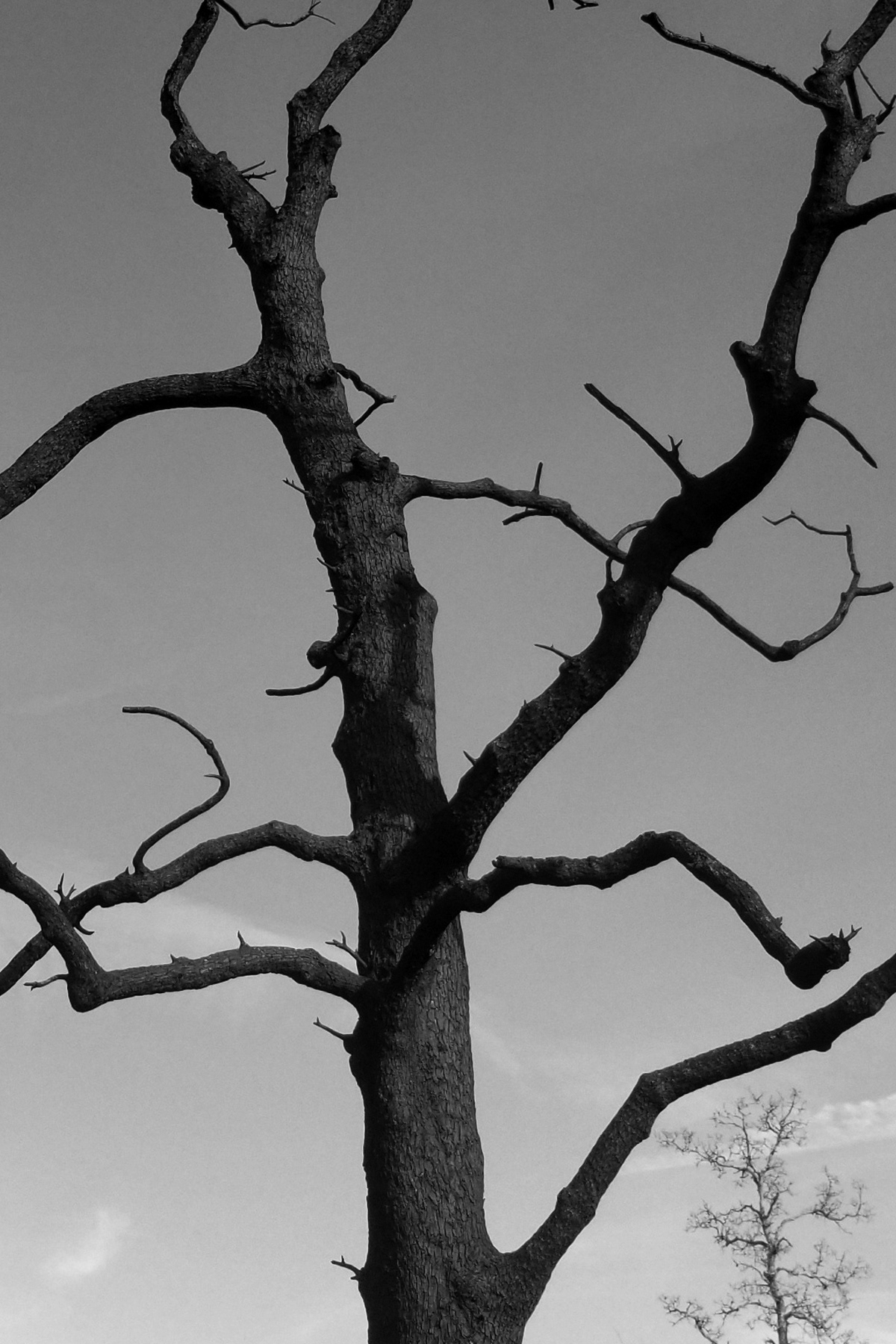 Stephen Gerteisen, Upper Bidwell, CA 2025