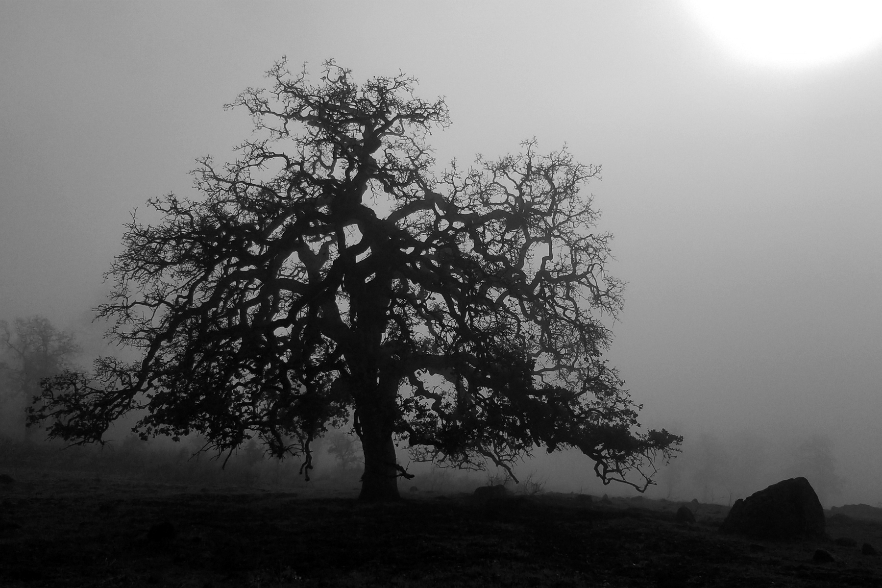 Stephen Gerteisen, Upper Bidwell, CA 2025