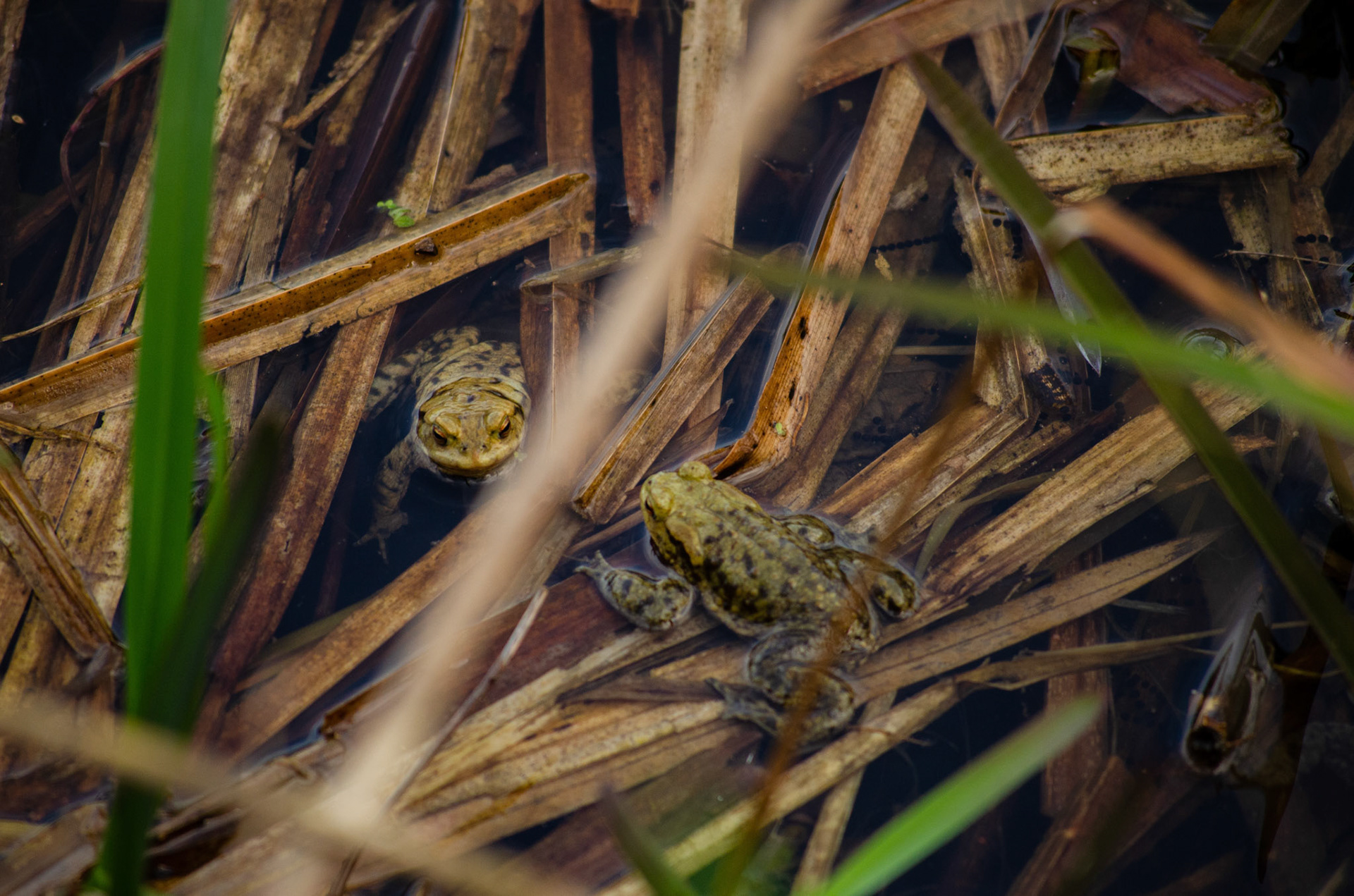two little frogs