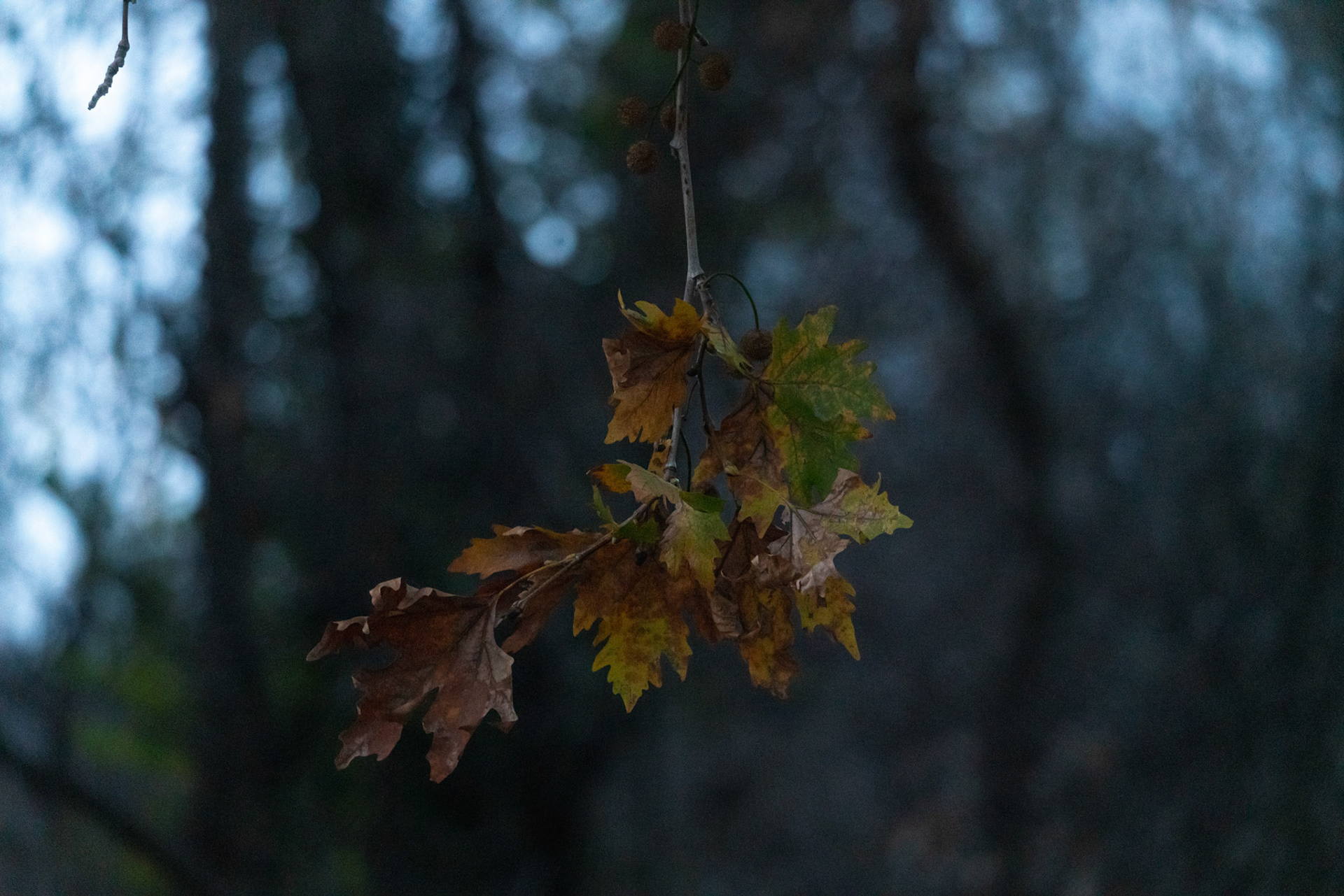 Autumn colors.