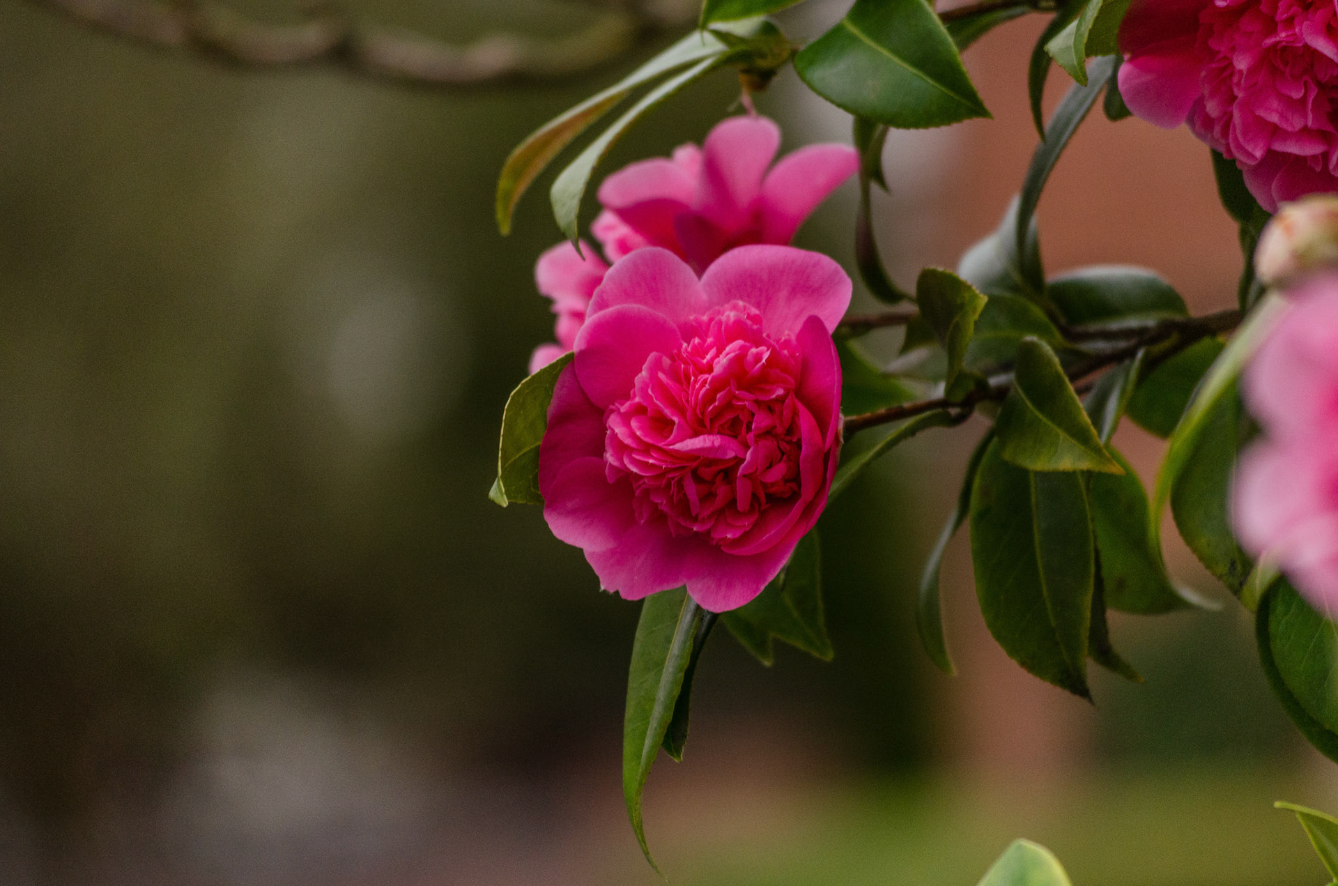 arose