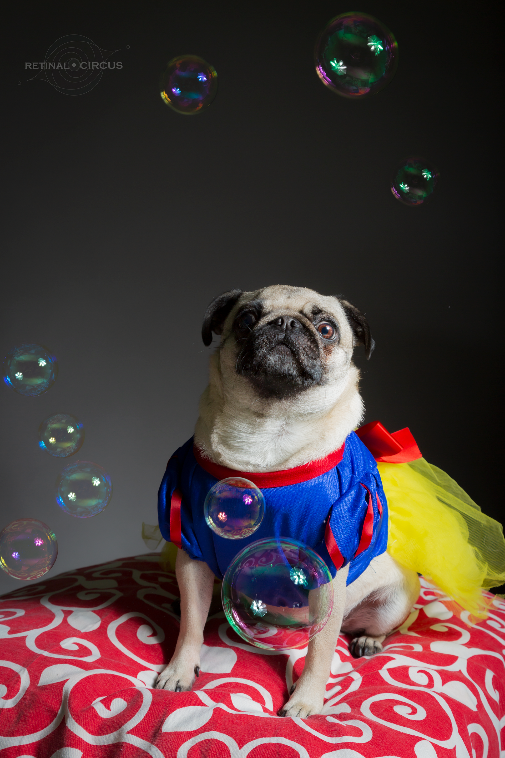 Pet Photography