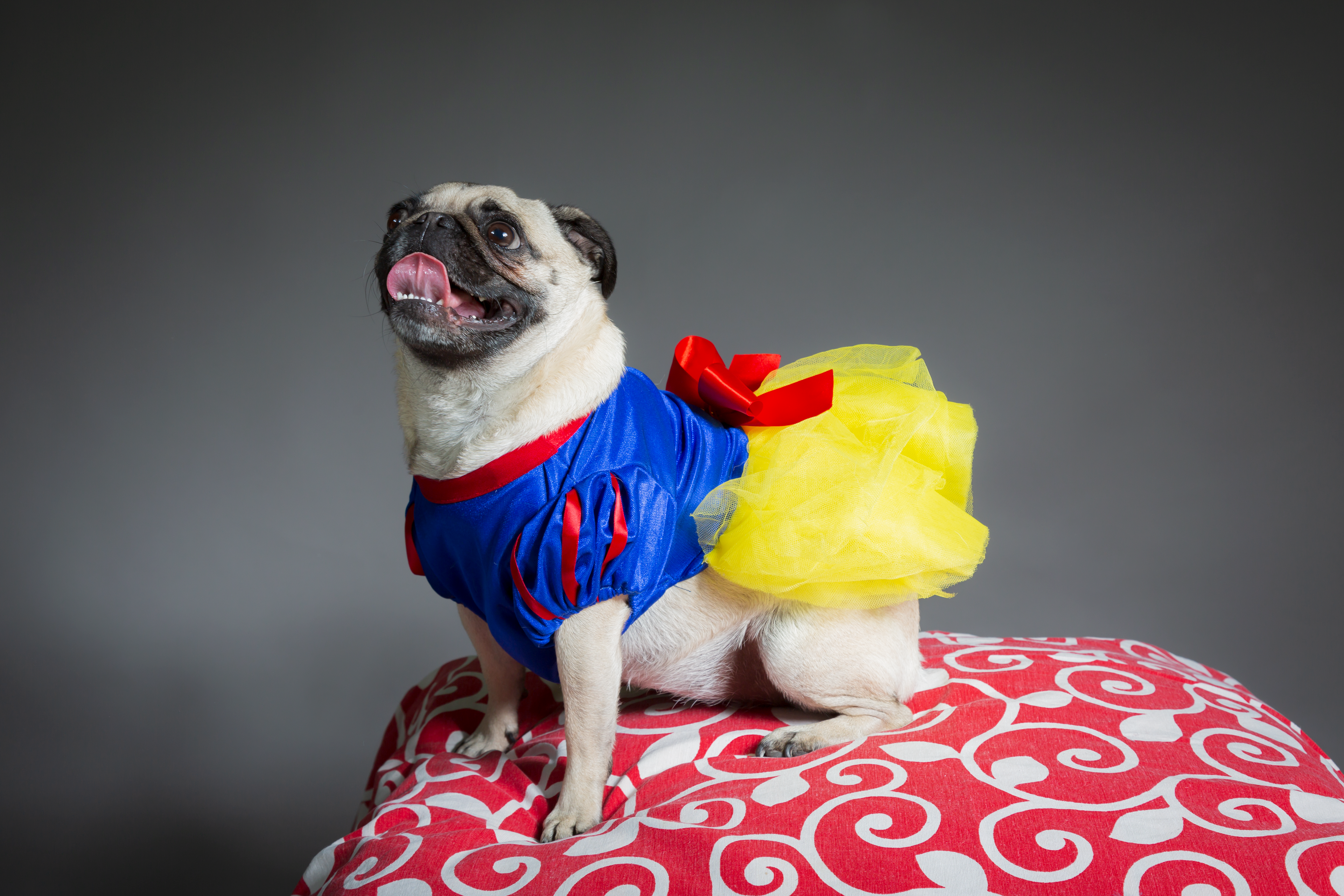 Pet Photography