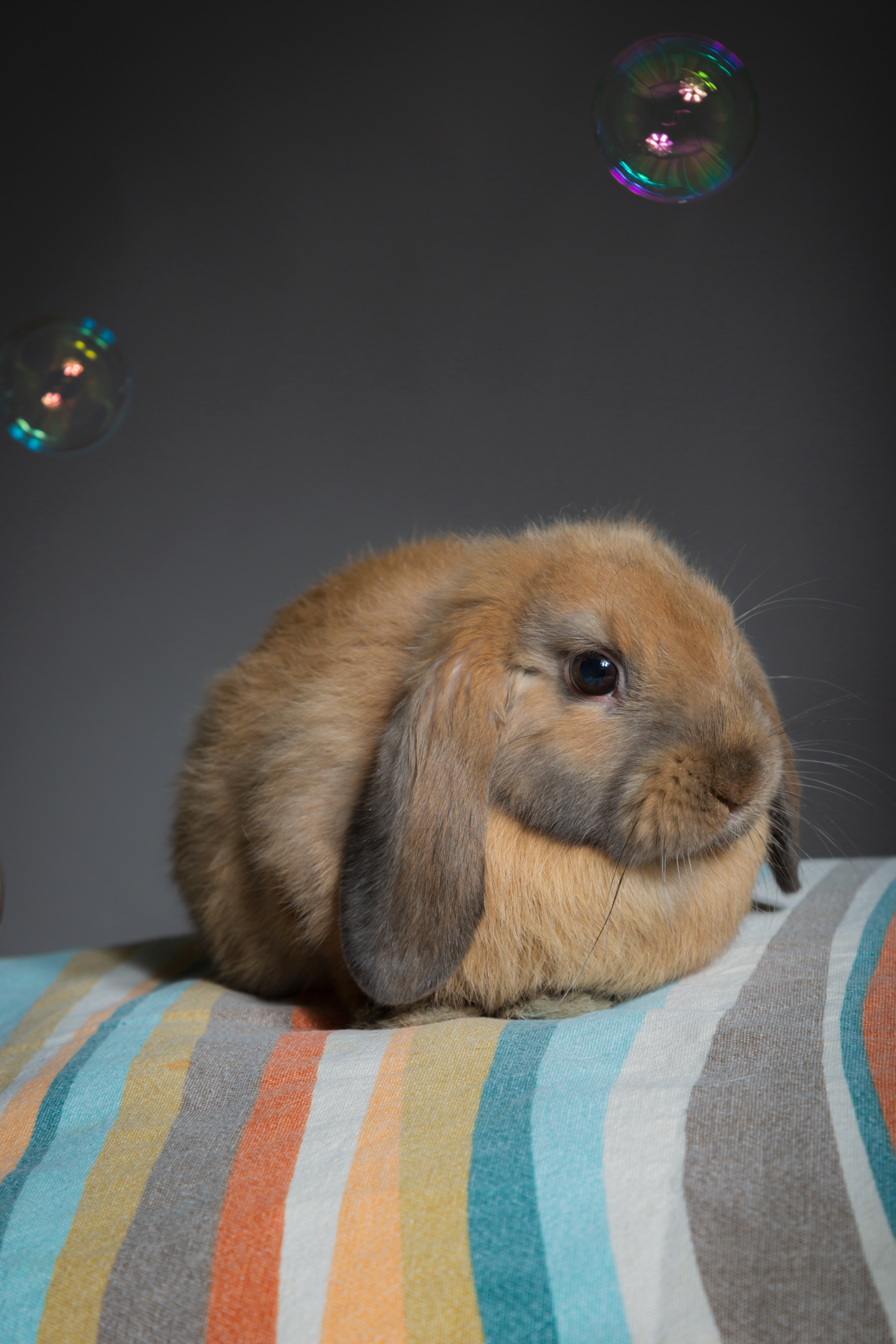 Pet Photography