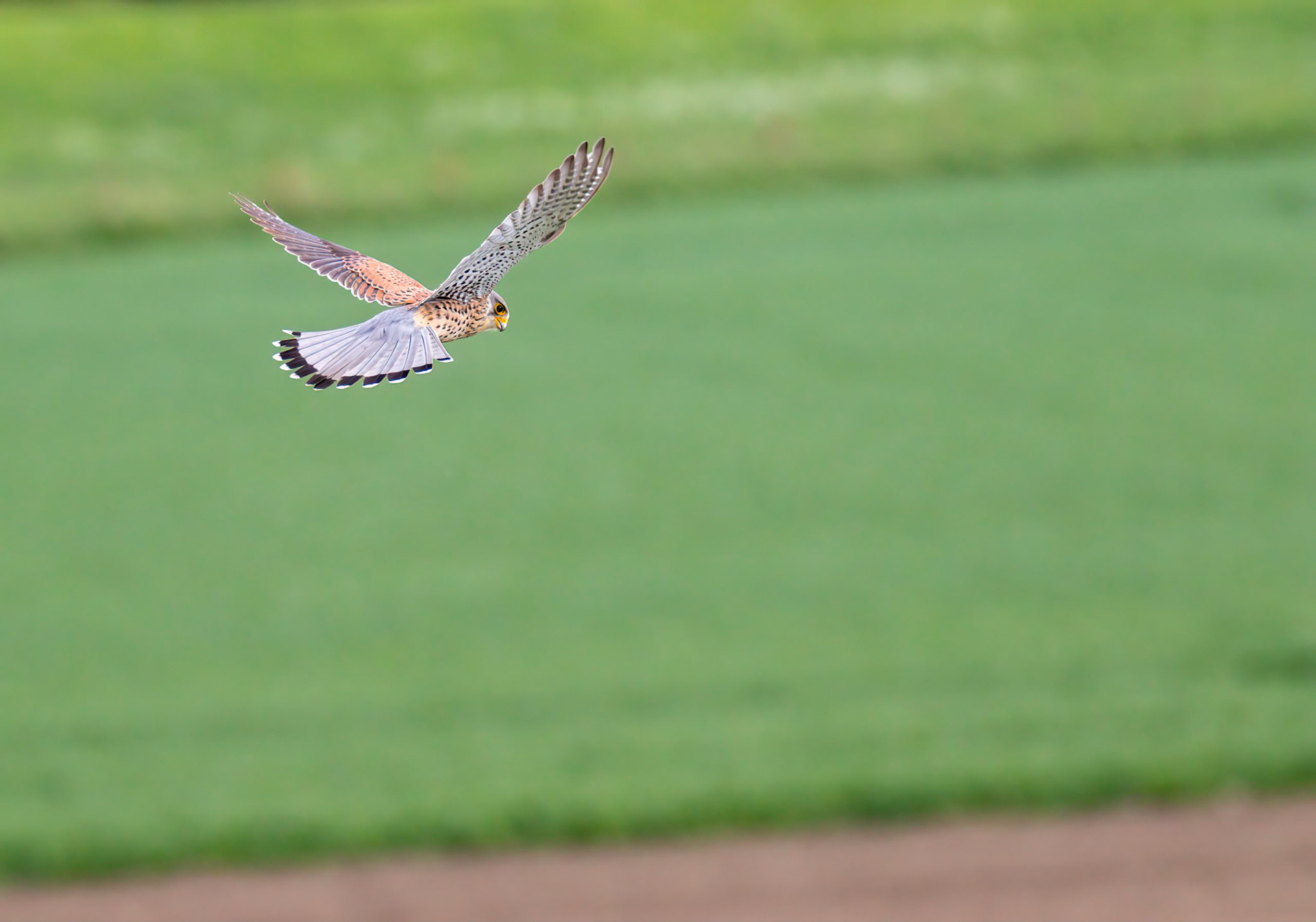 Common Kestrel Hunting