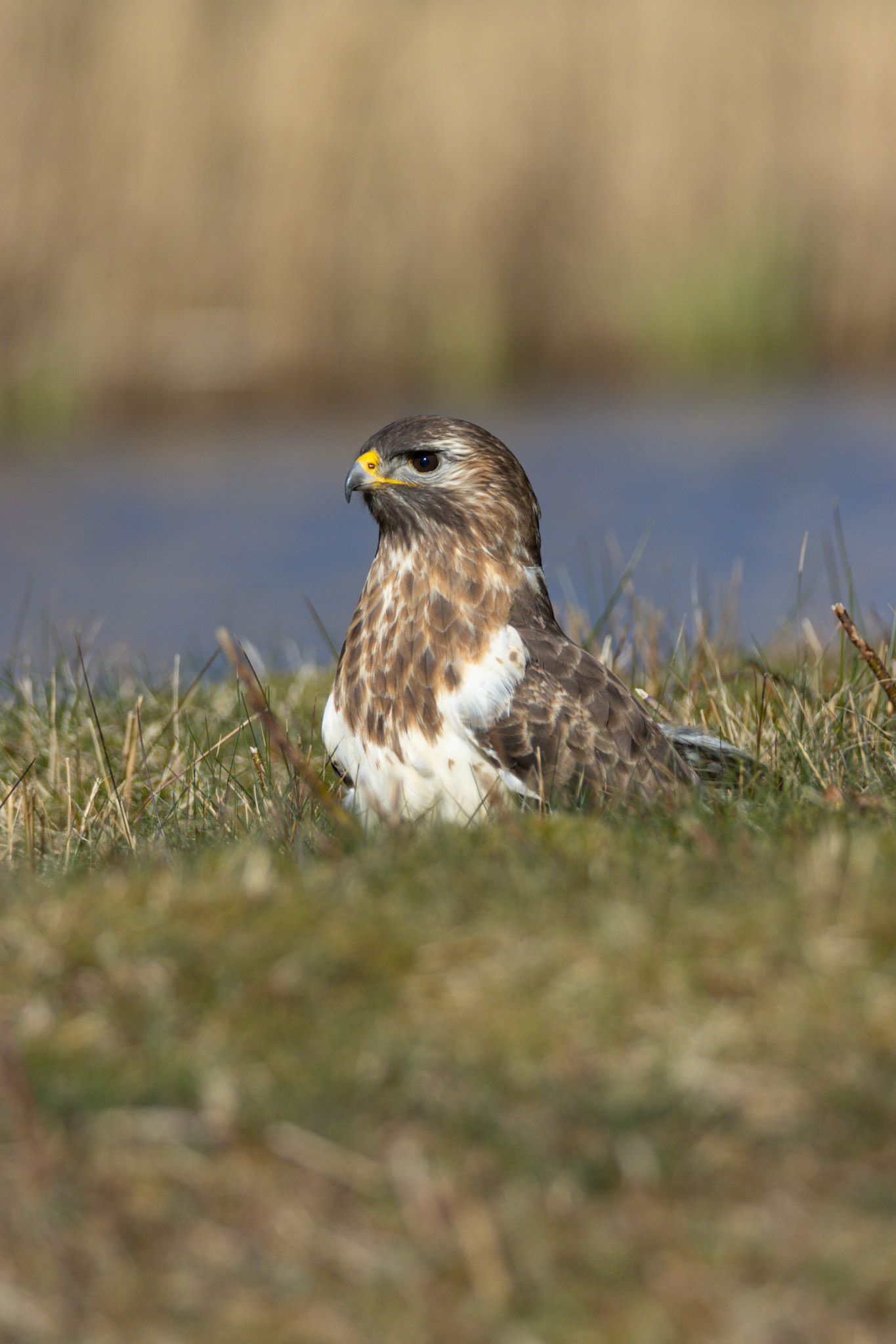 Buzzard on the ground