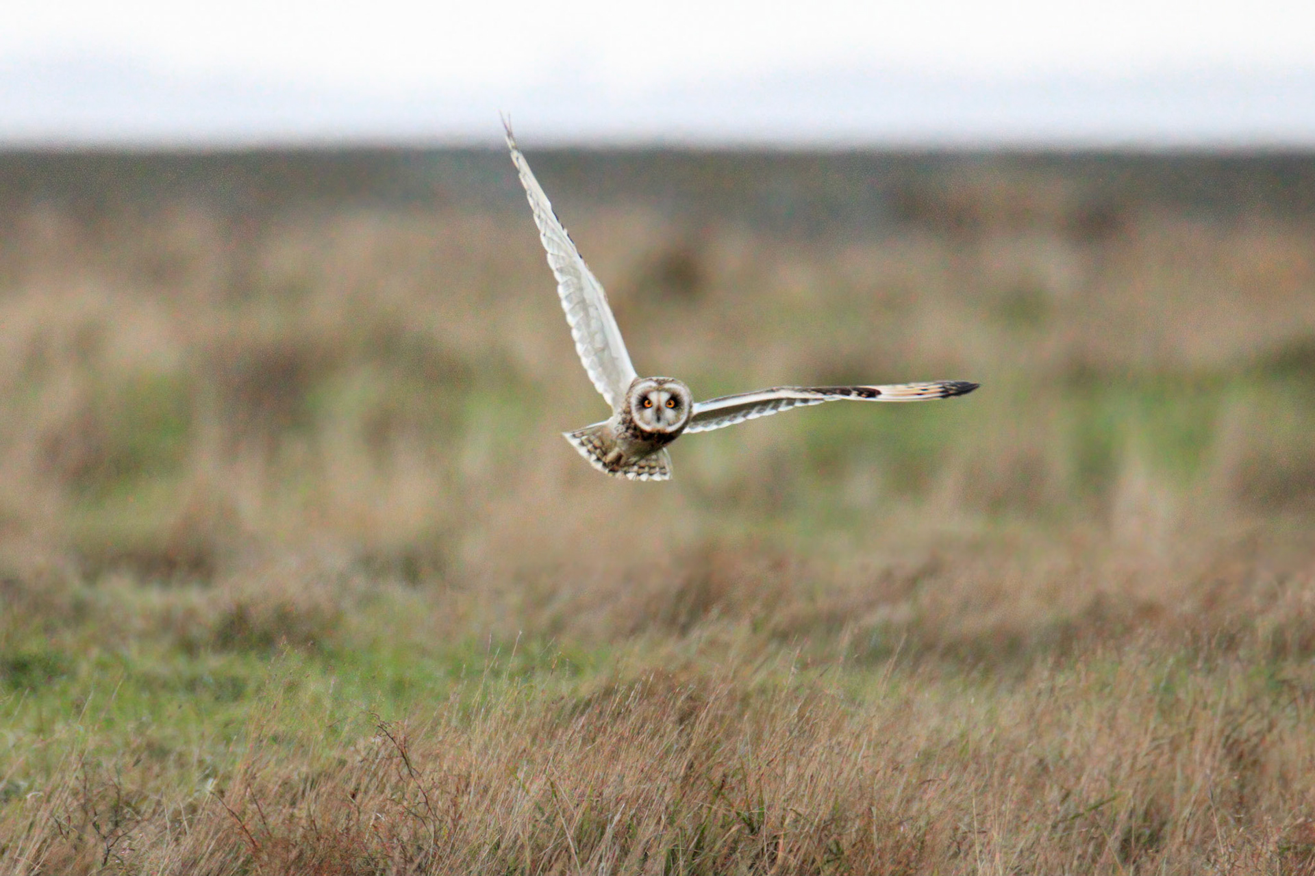 Short-eared Owl