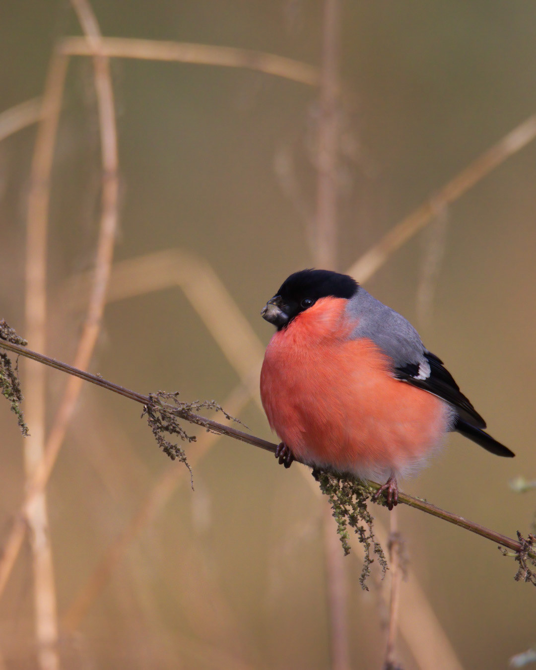 Male Bullfinch