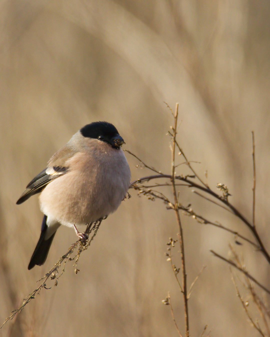 Female Bullfinch