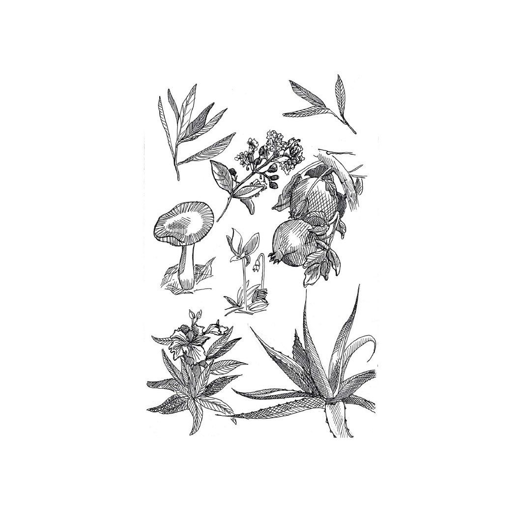 Plant Study