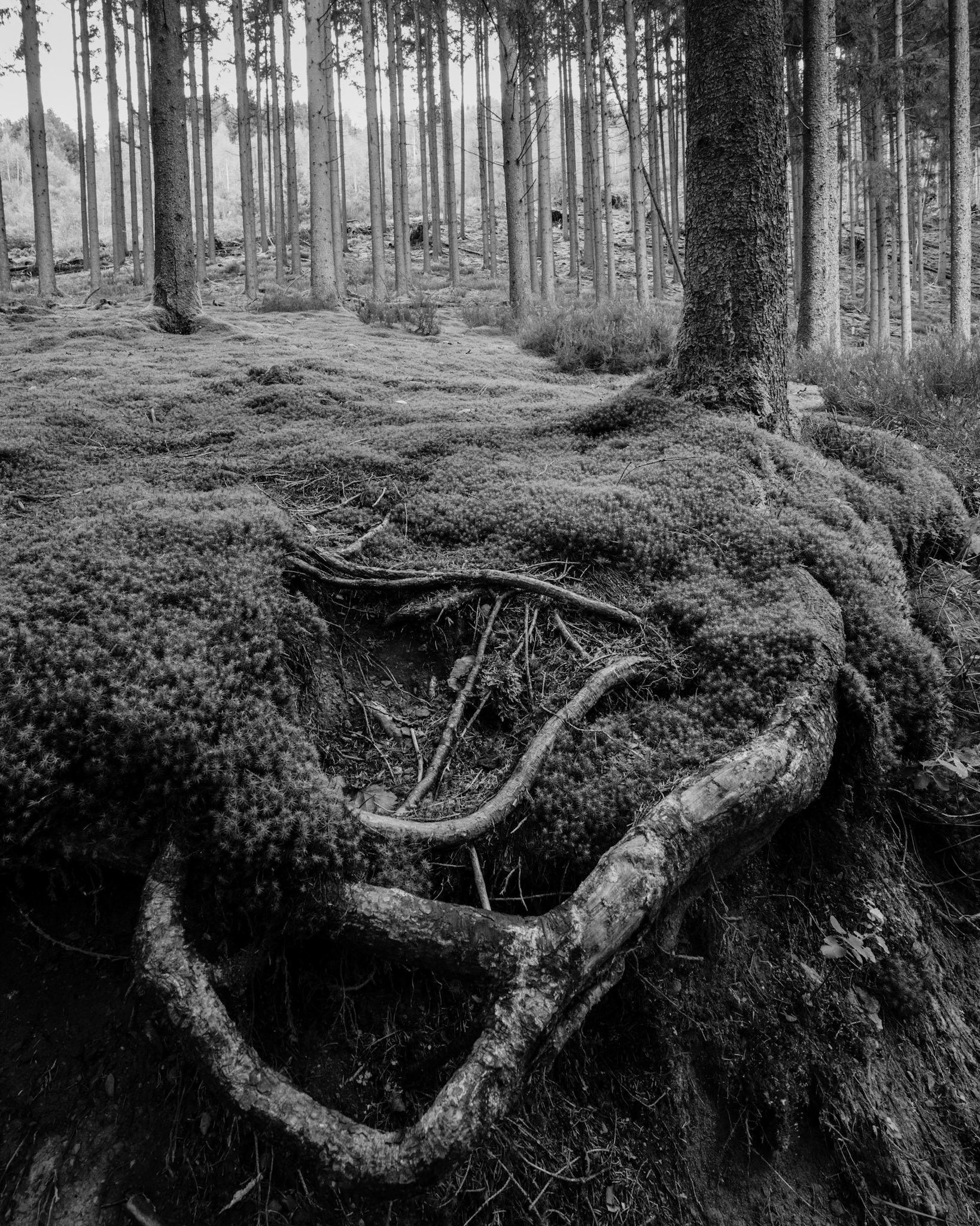 Waimes, Ardennes - Belgium