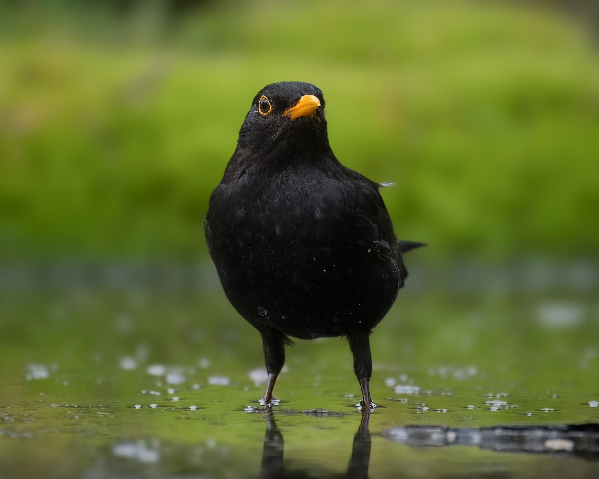 Merel, blackbird