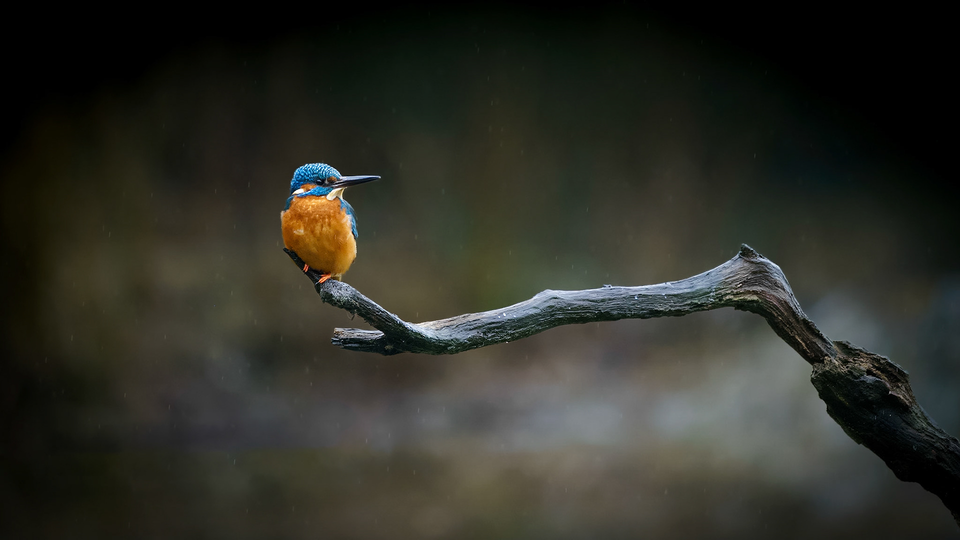 kingfisher in de the rain