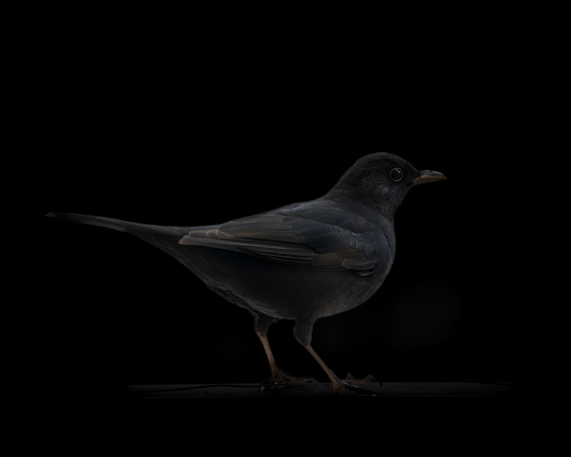 Blackbird