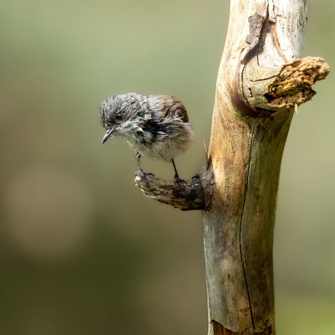 Braamsluiper na een bad. Lesser whitethroat after a bath