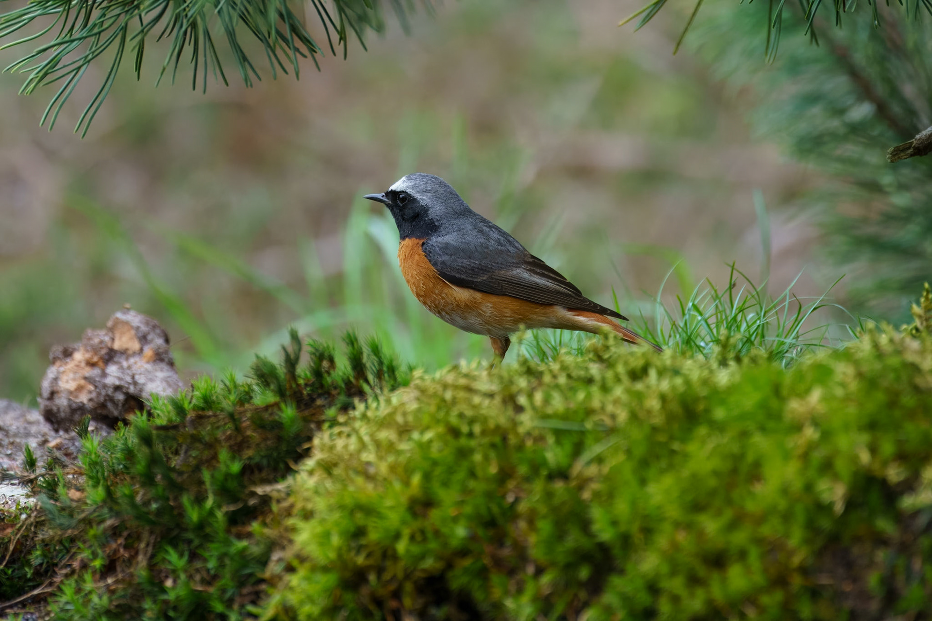 Collared Redstart - Gekraagde Roodstaart