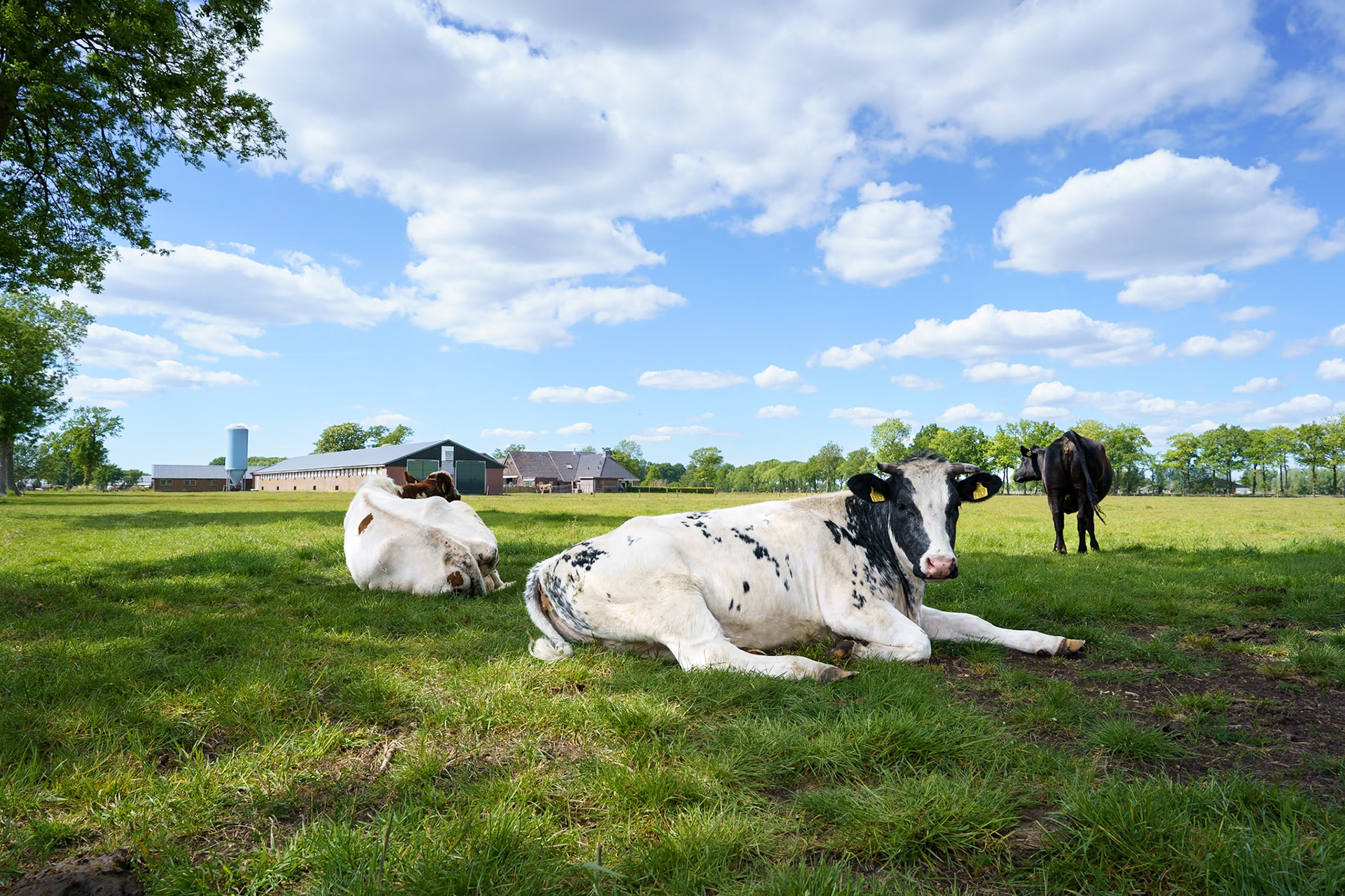 Ederveen, Theneterlands - 2020
