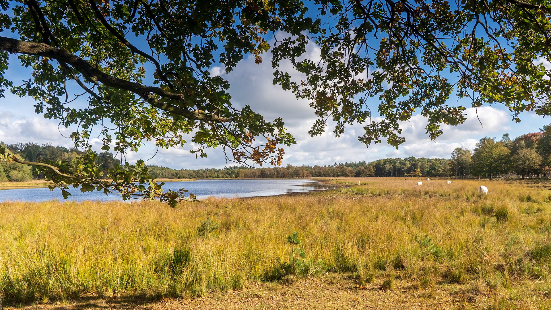 Leersumse Veld