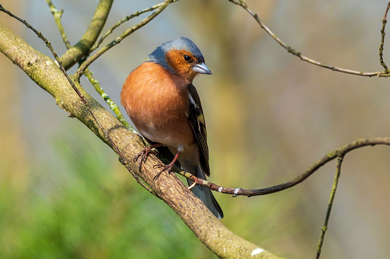 vink