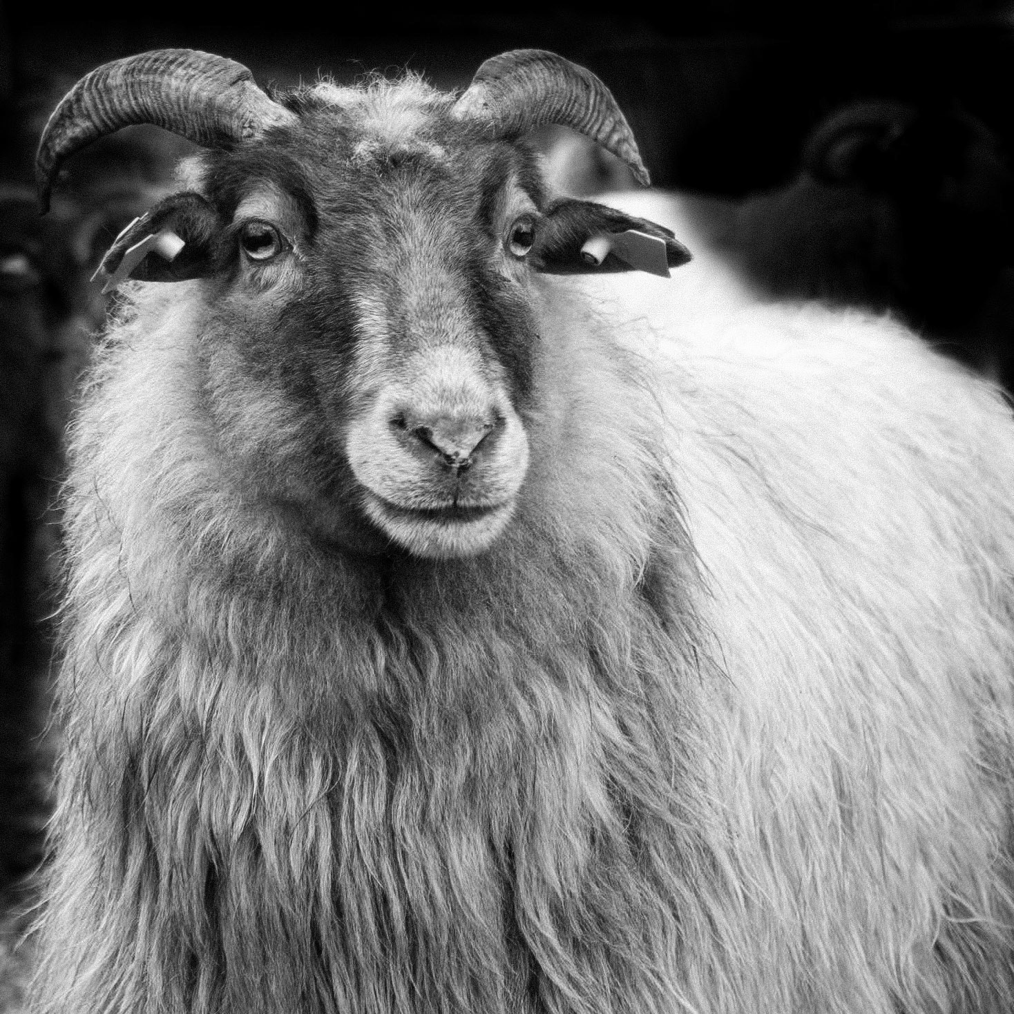 Drents heideschaap