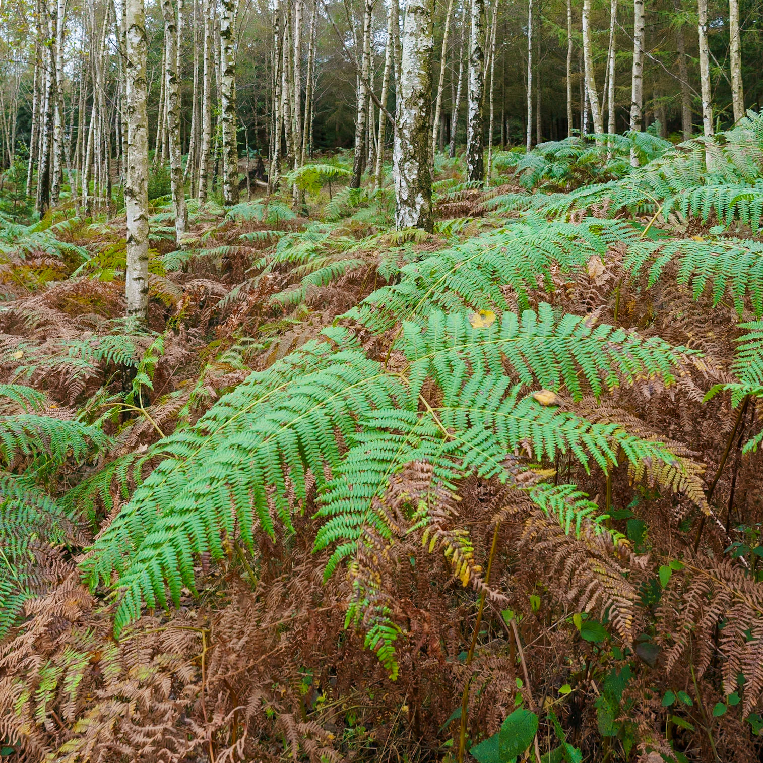 Basse-Bodeux,  Ardennes - Belgium
