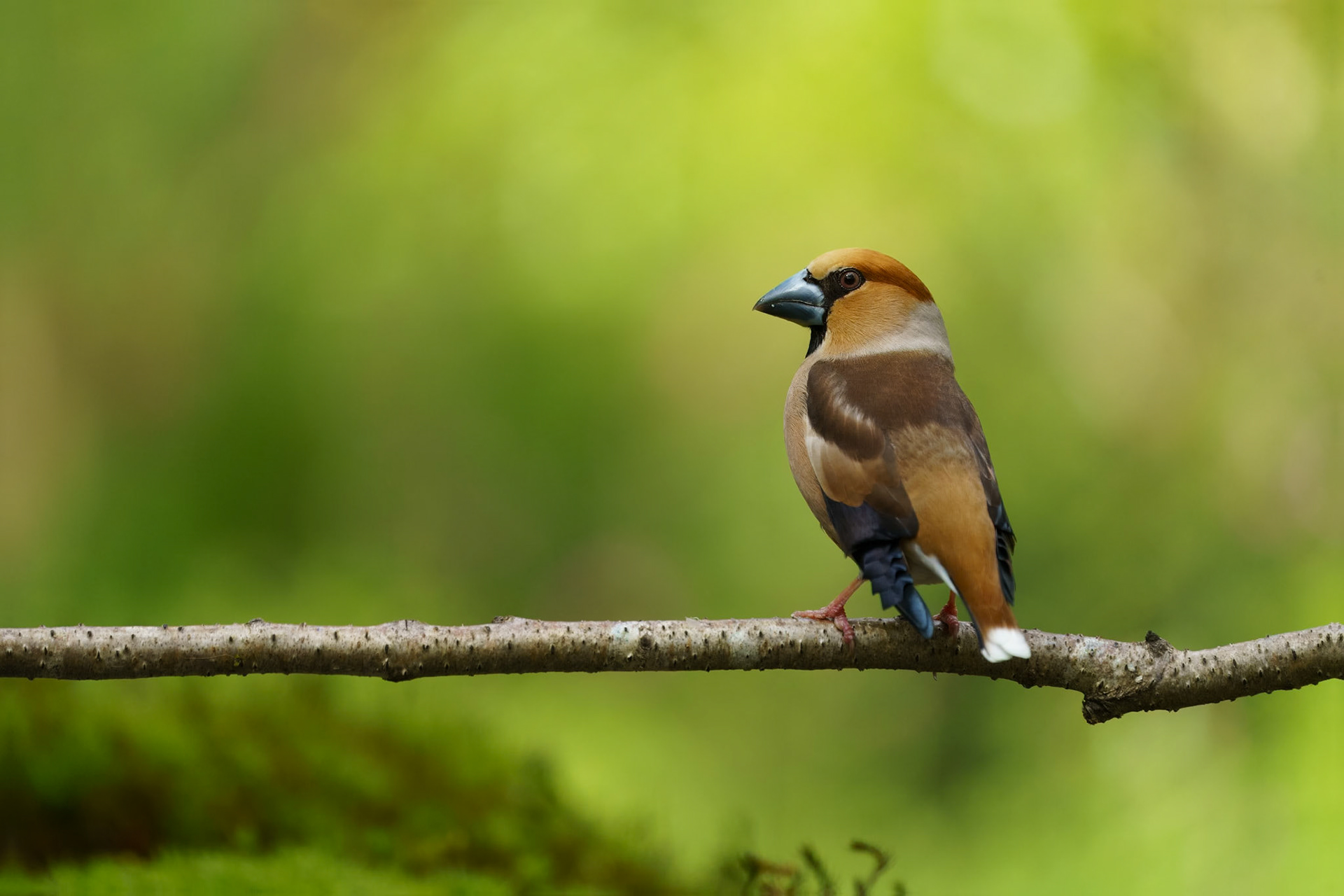 Hawfinch - Appelvink