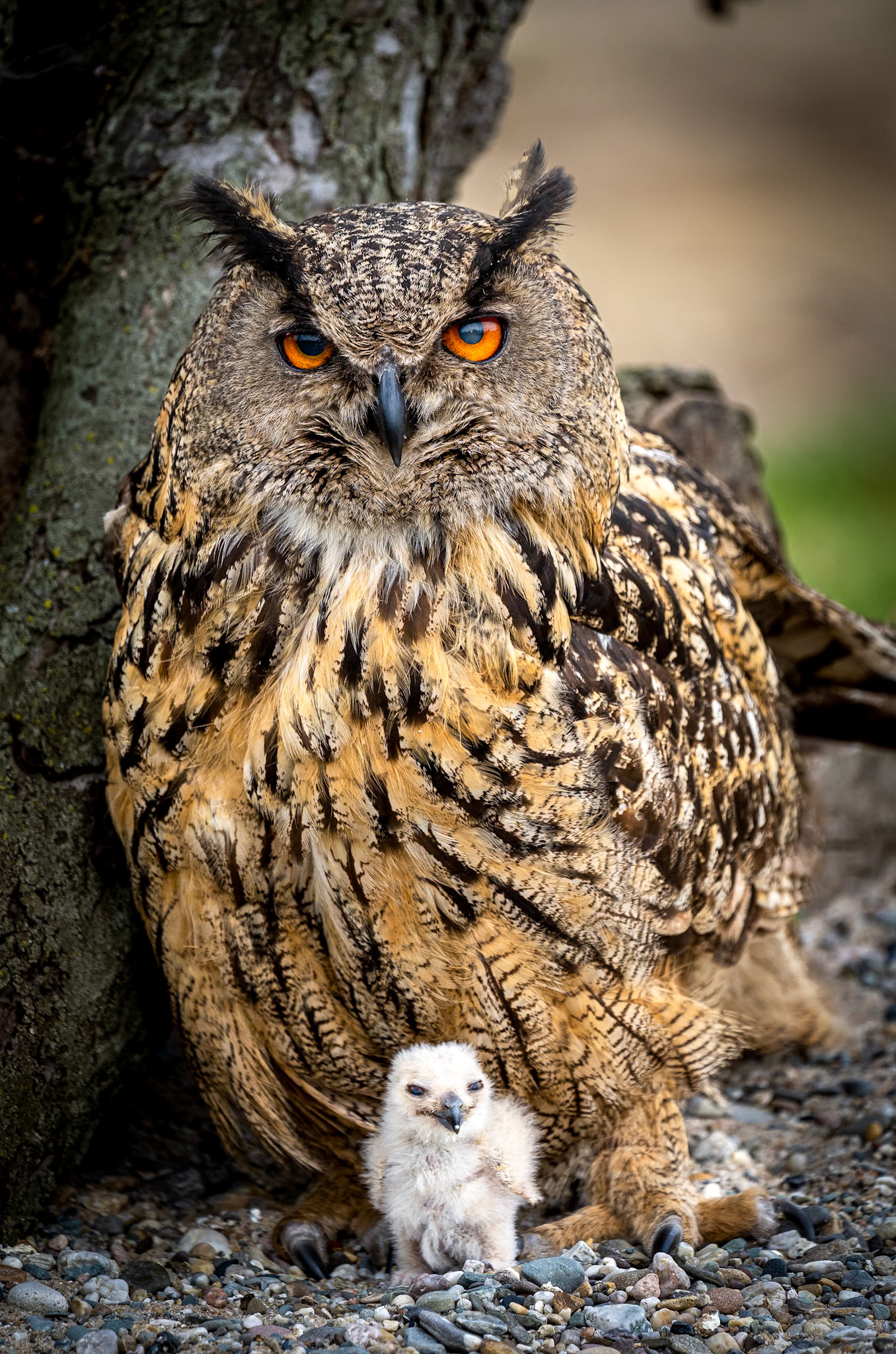 Oehoe (Eurasian eagle-owl)