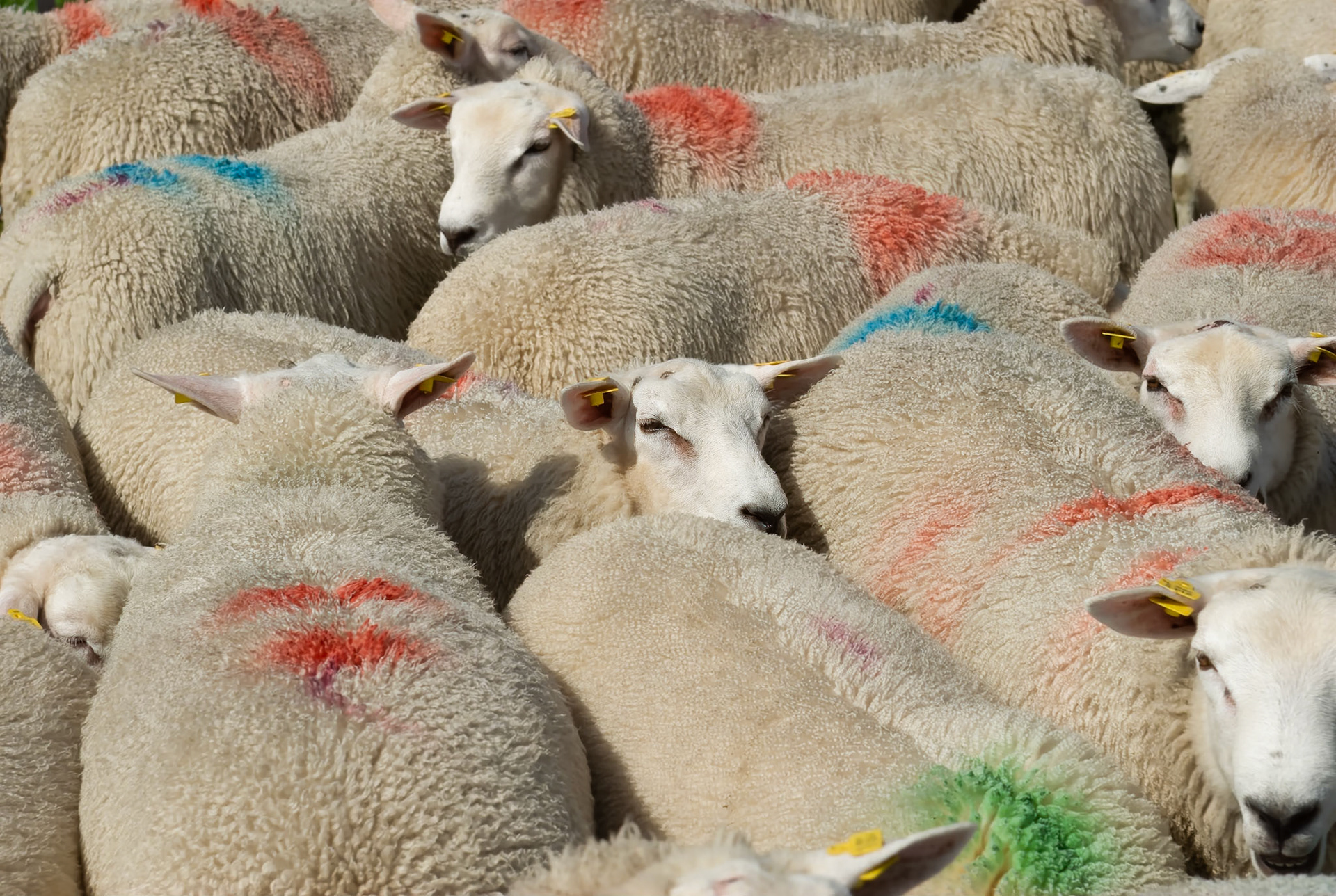 Fietsvakantie 2008 Diemen - Terschelling
