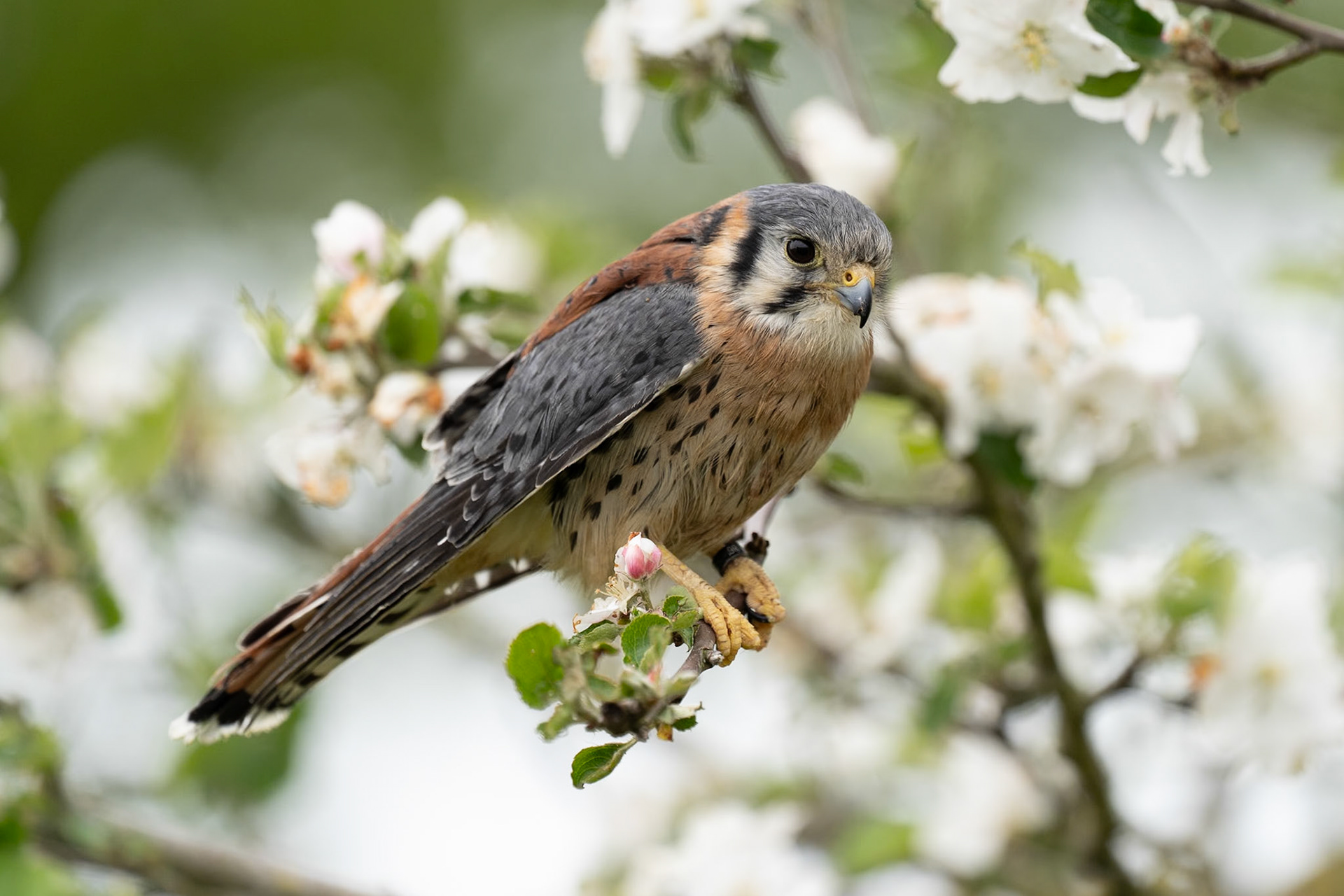 Amirikaanse Torenvalk