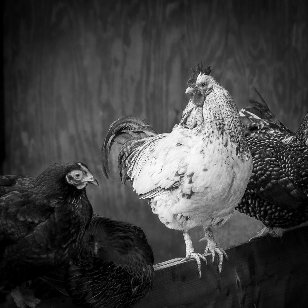 Texel, The Netherlands - 2022