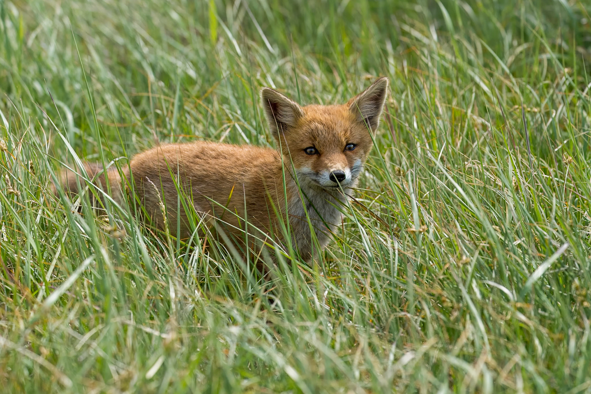 Amsterdamse Waterleidingduinen - 2023