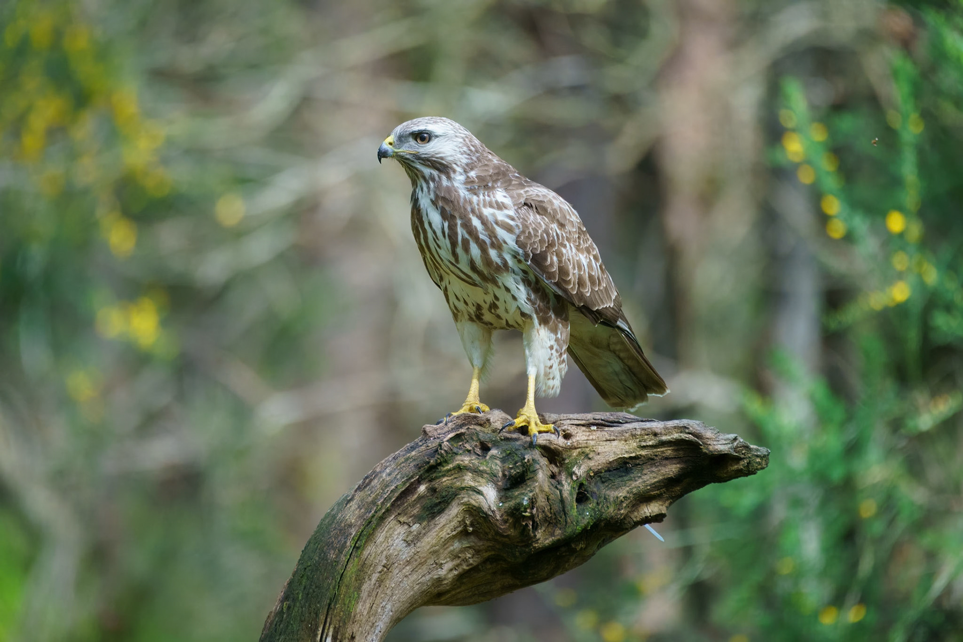 Buizererd - Buzzard