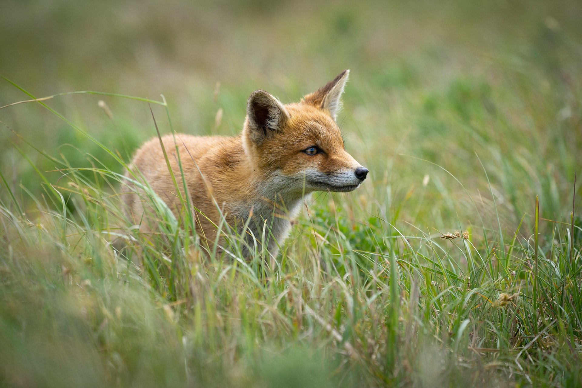 Amsterdamse Waterleidingduinen - 2023