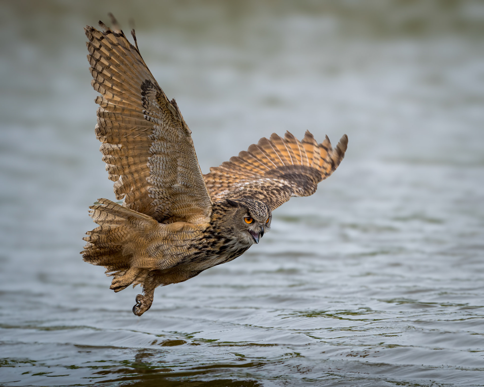 Oehoe (Eurasian eagle-owl)