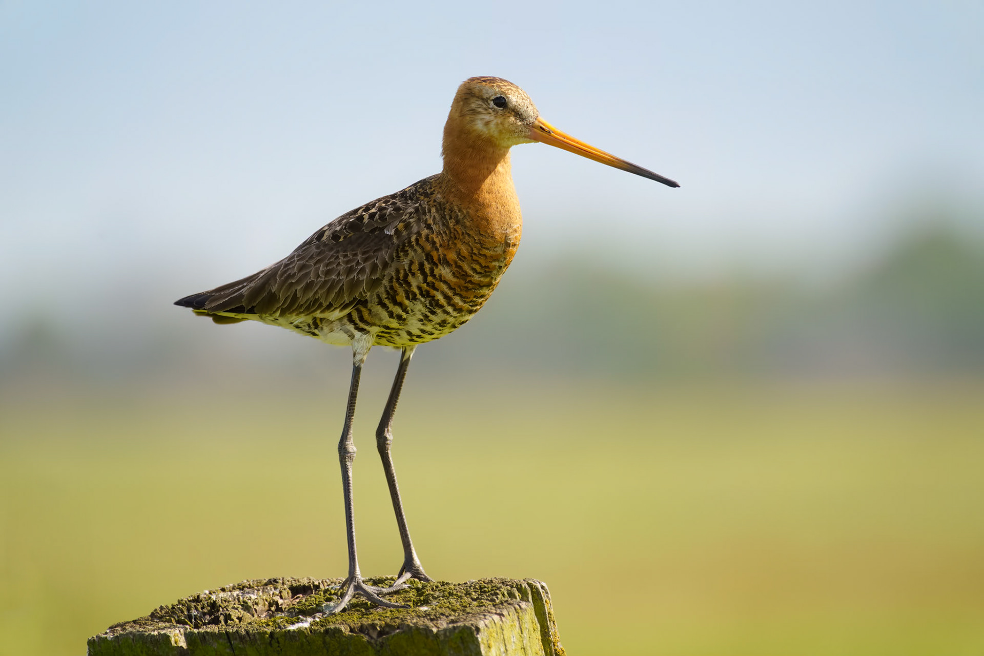 Arkemheen, The Netherlands - 2023