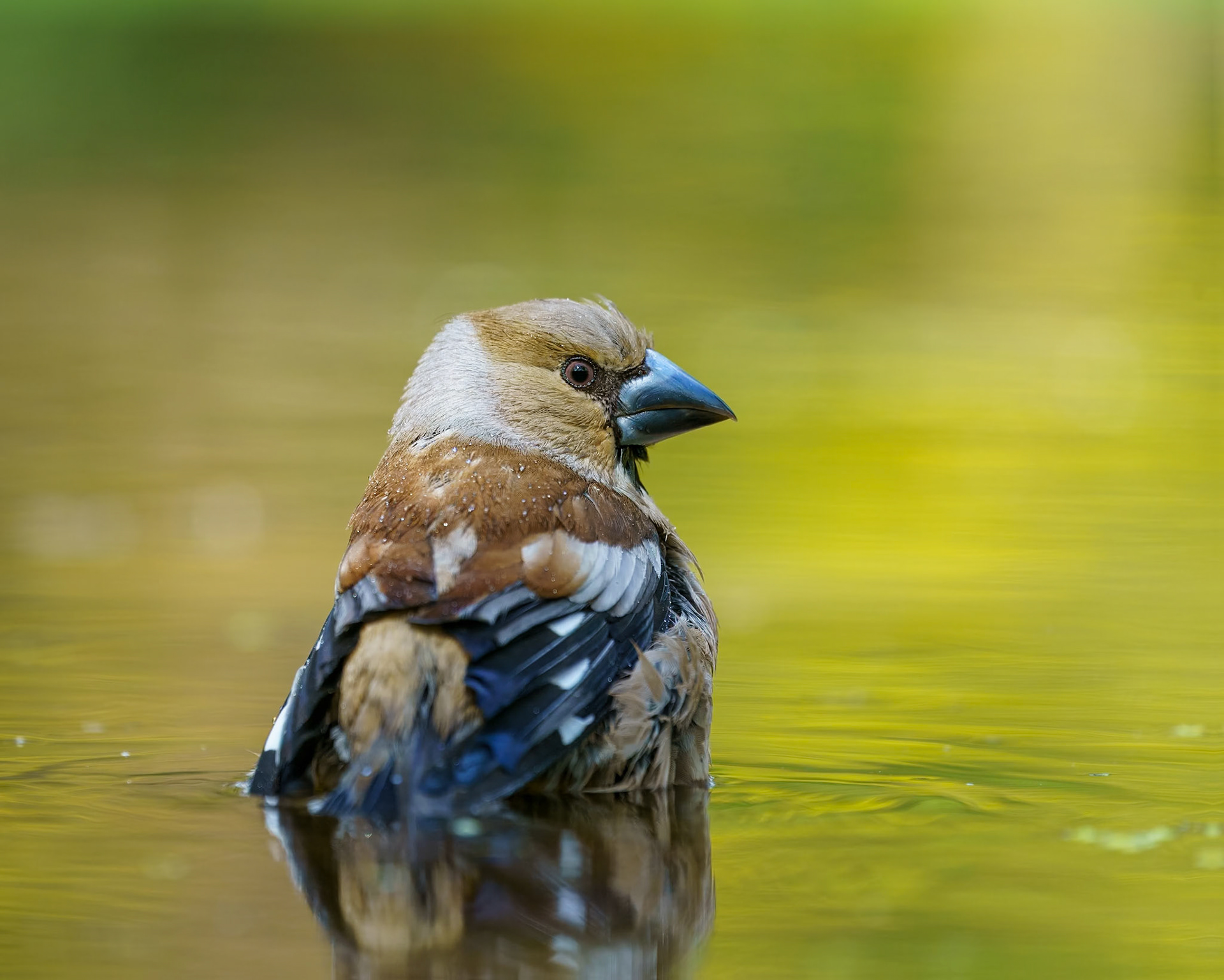 hawfinch - Appelvink