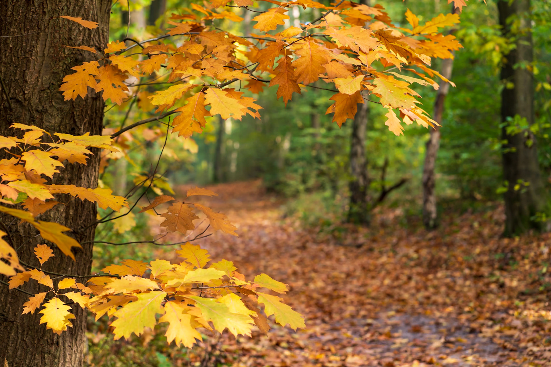 autumn colours