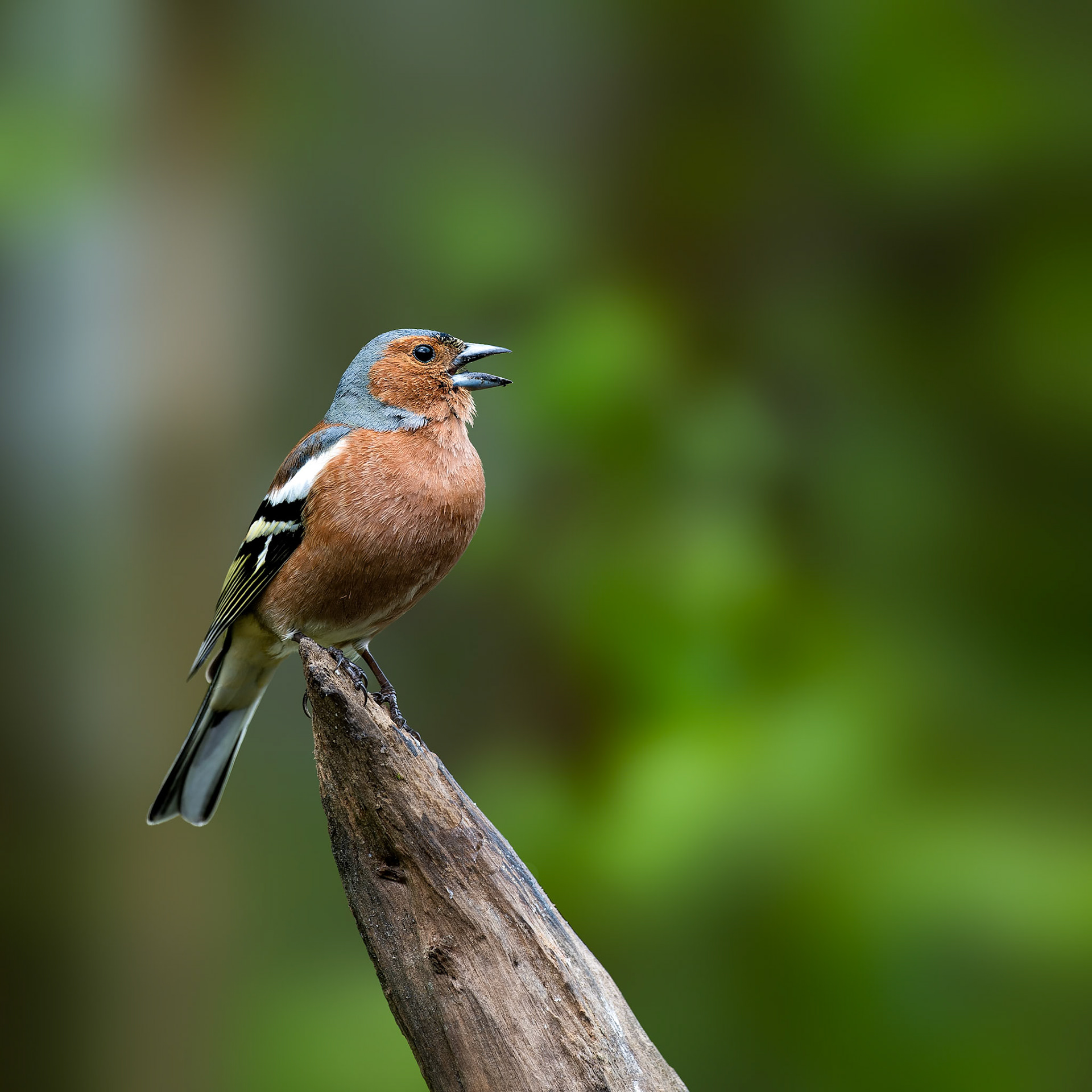 Sallandse Heuvelrug, The Netherlands - 2023