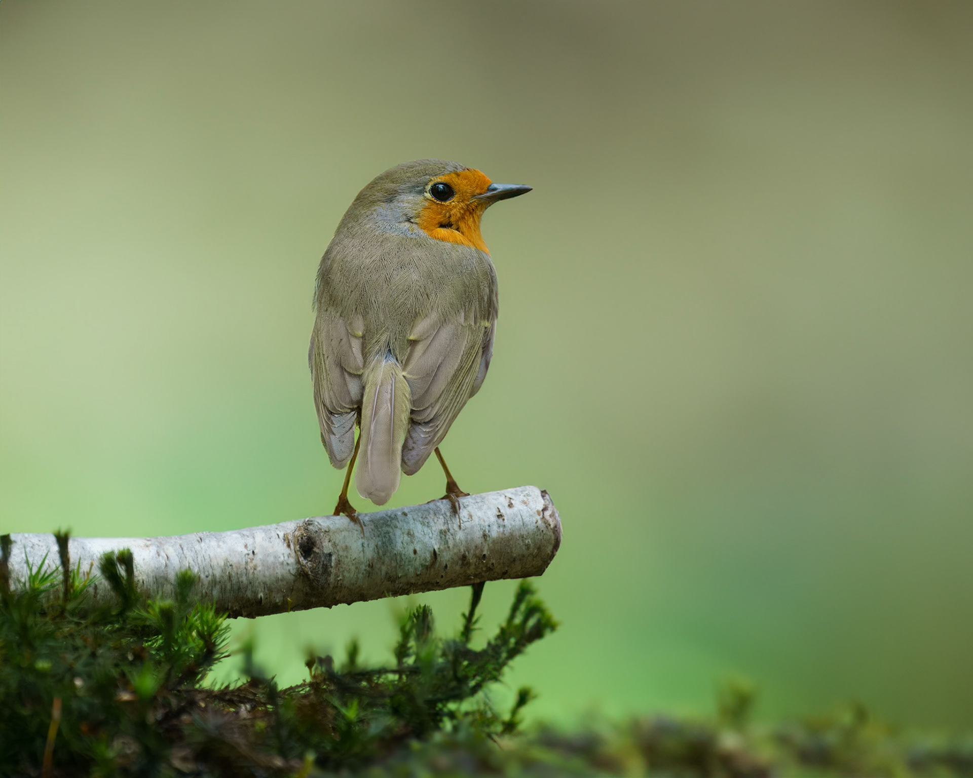 Roodborst - Robin
