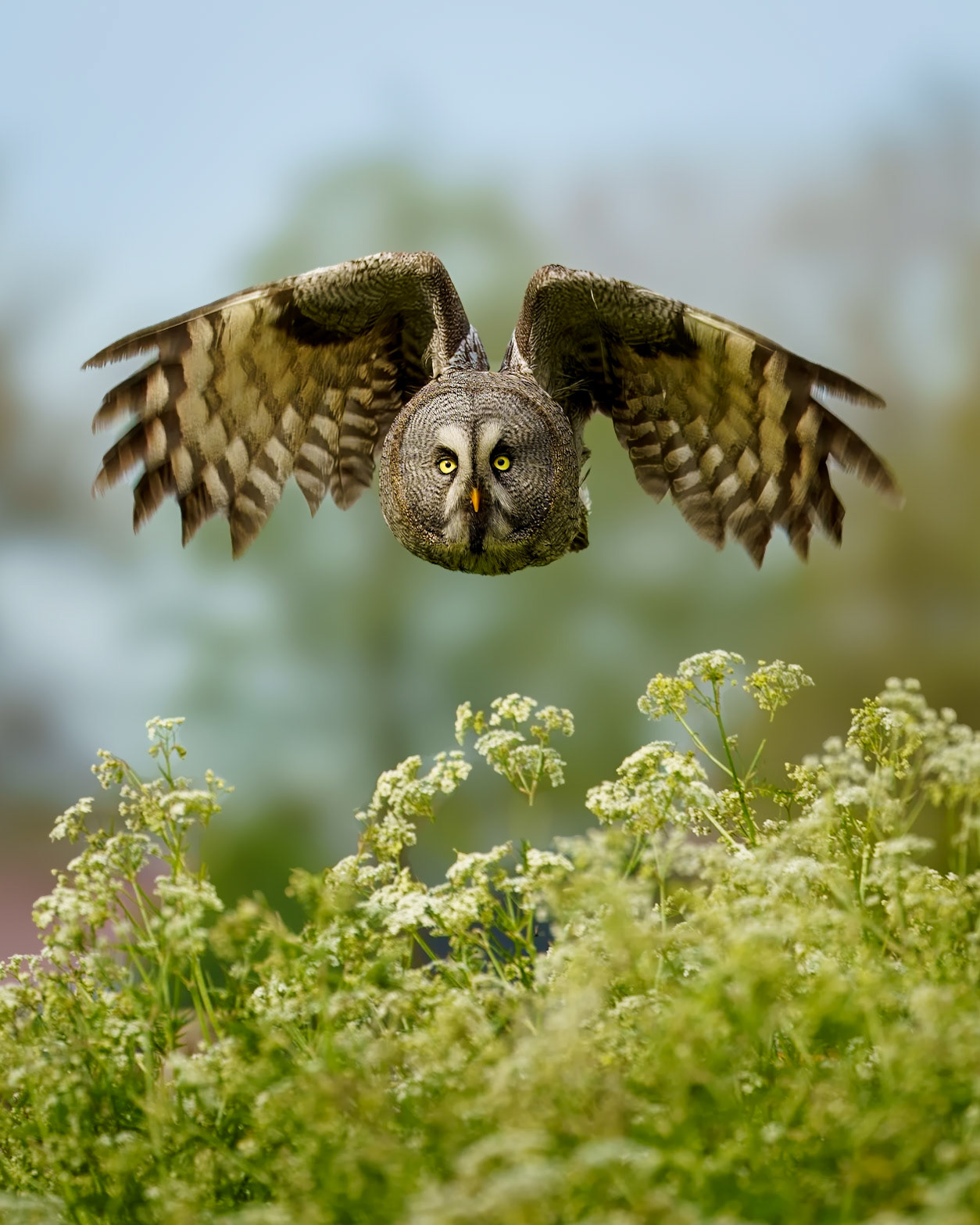 Great Grey Owl (Strix nebulosa)