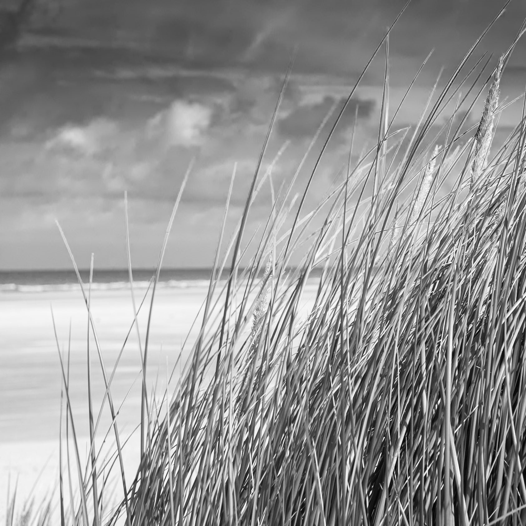 Terschelling, De Boschplaat