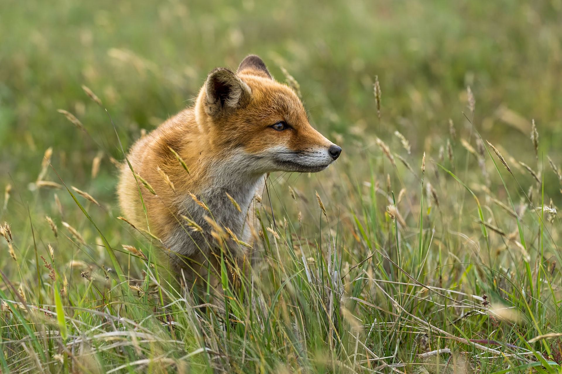 Amsterdamse Waterleidingduinen - 2023