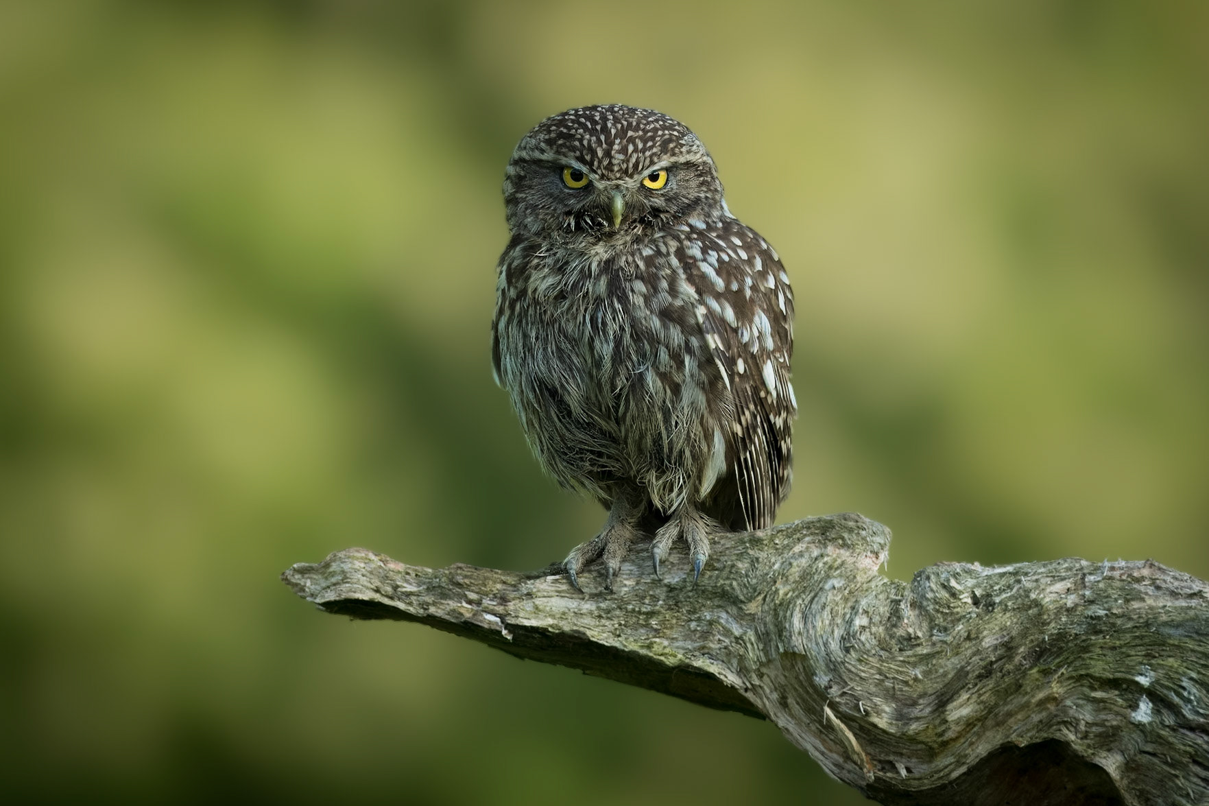 Little owl - Steenuil