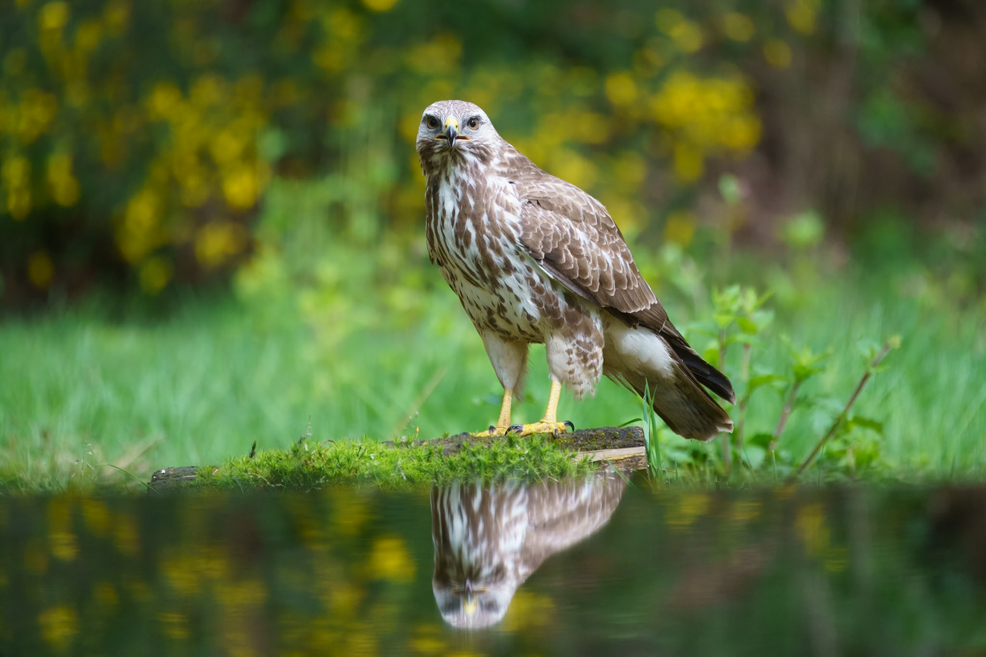 Buizererd - Buzzard