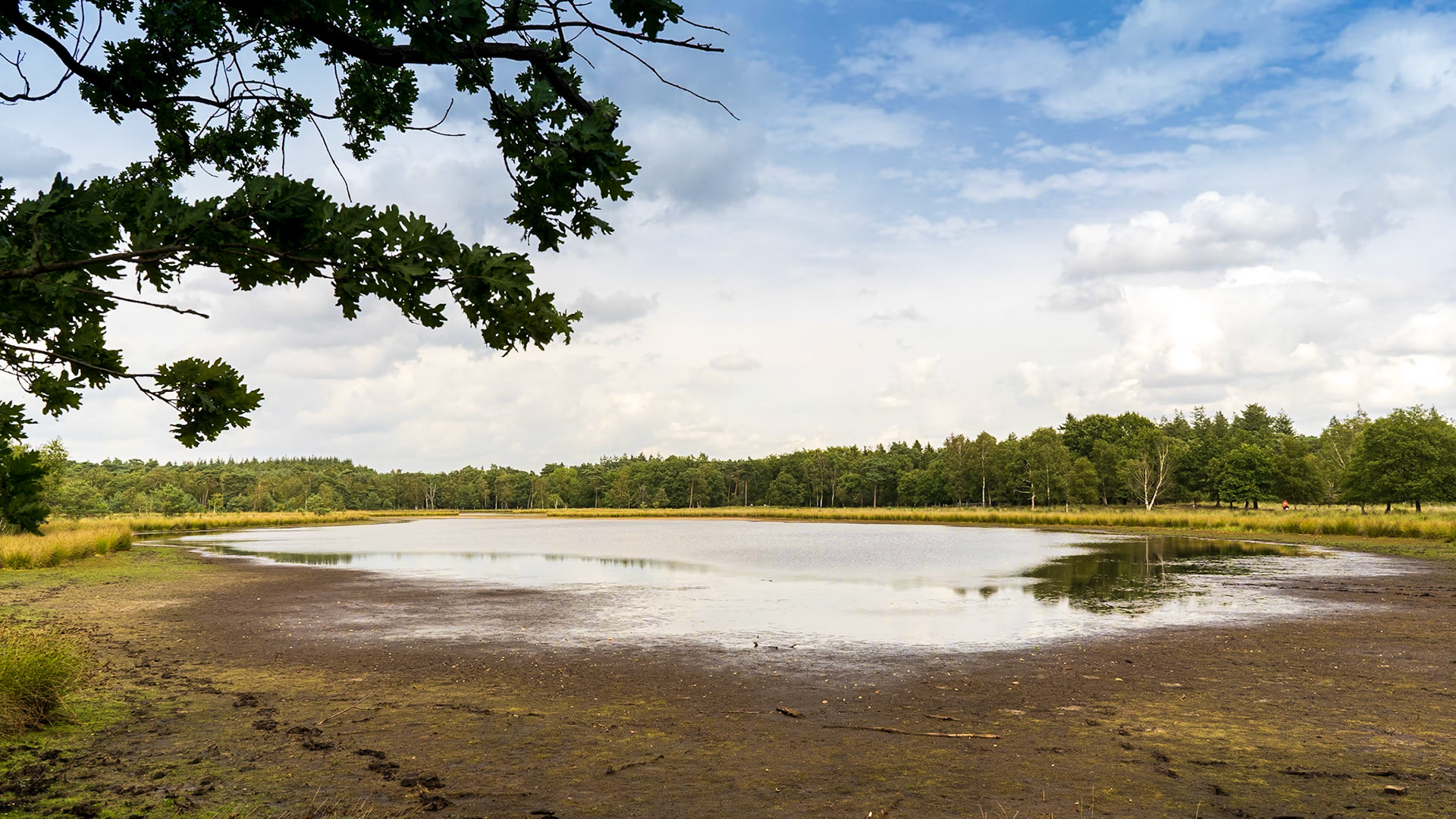 leersumse plassen staan bijna droog