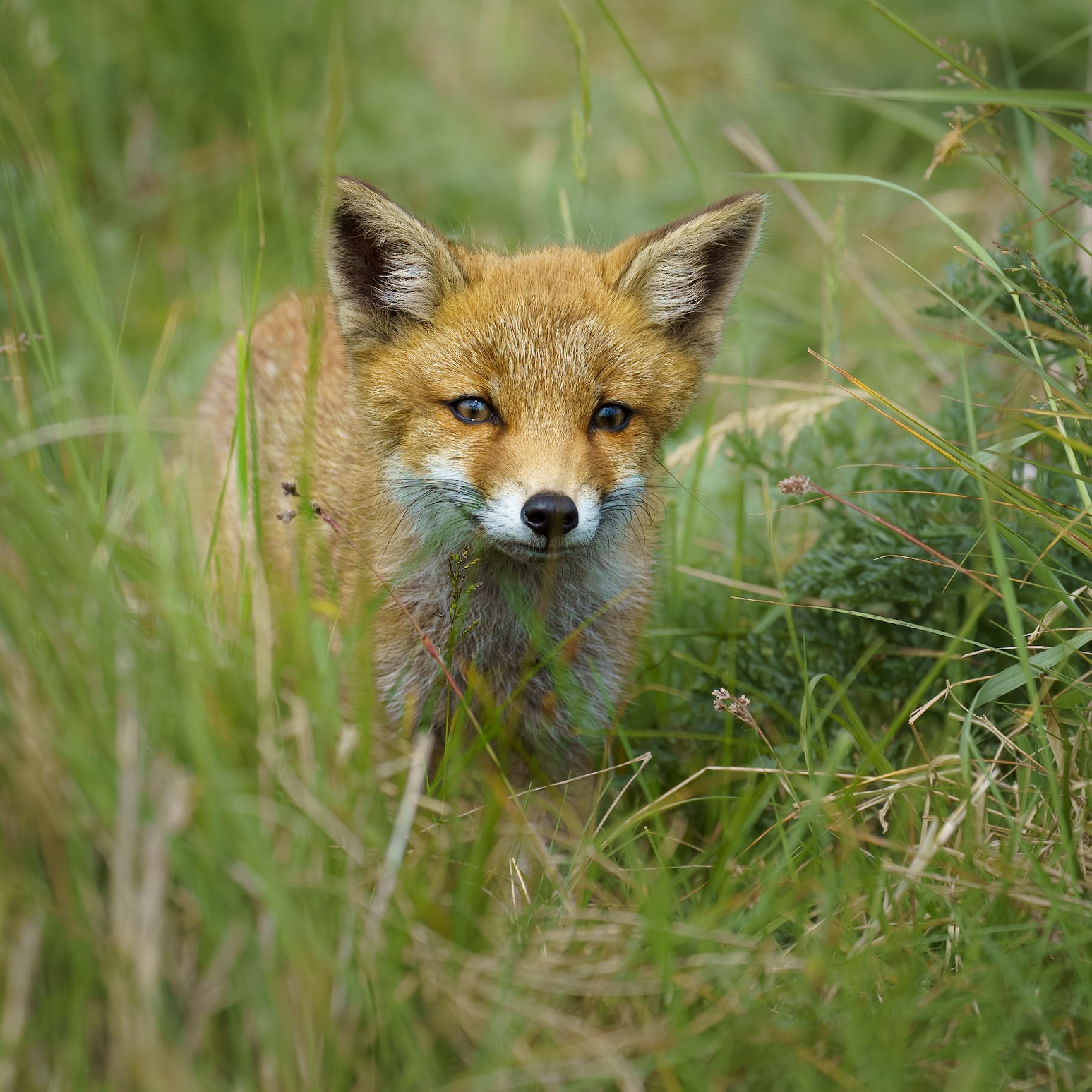 Amsterdamse Waterleidingduinen - 2023