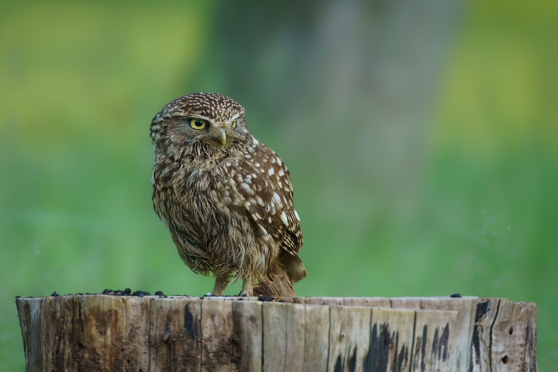 Little owl - Steenuil